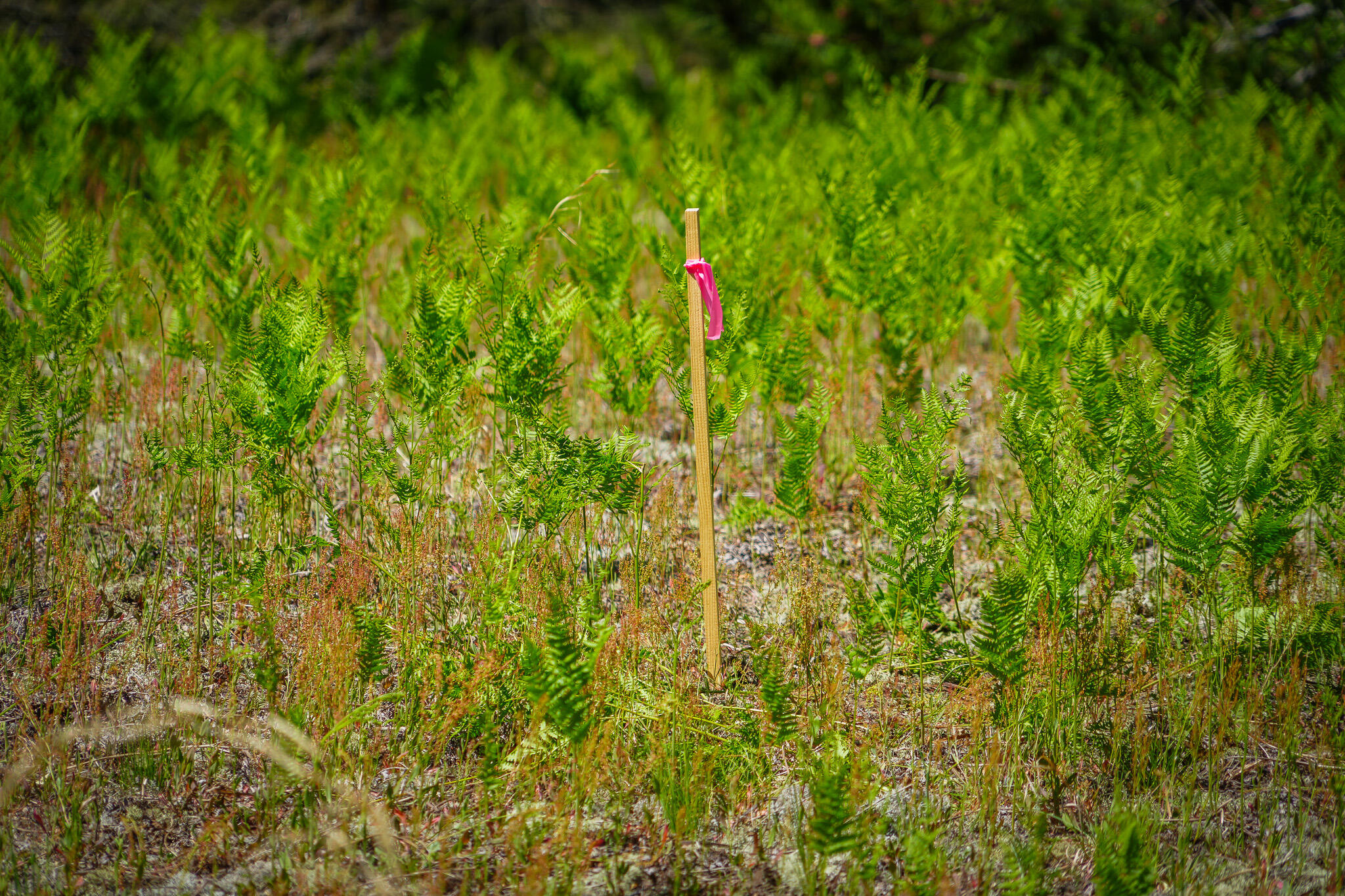 Parcel 2 Makinen Road Property Photo 37