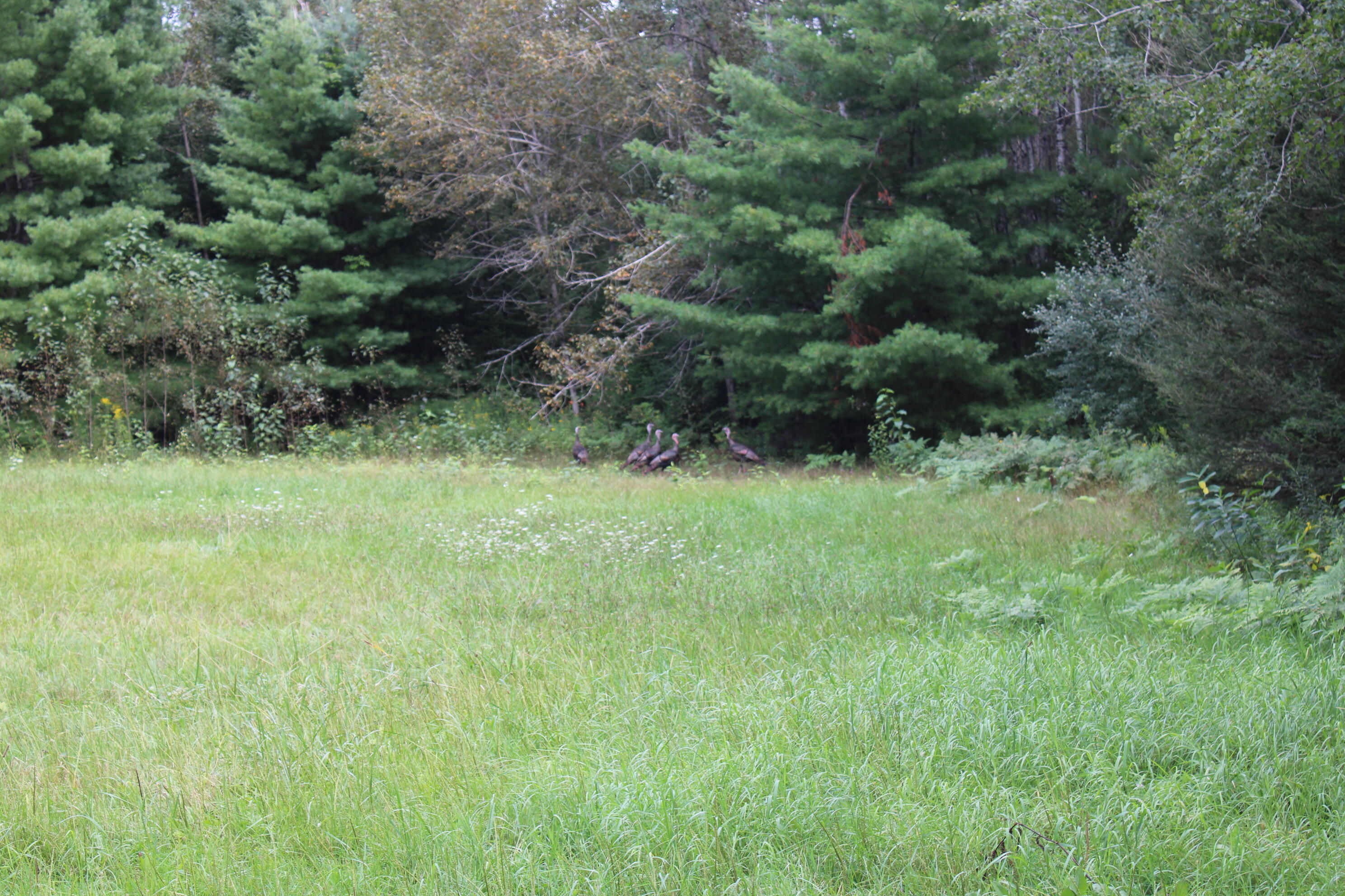 6720 W Welch Road Property Photo 136
