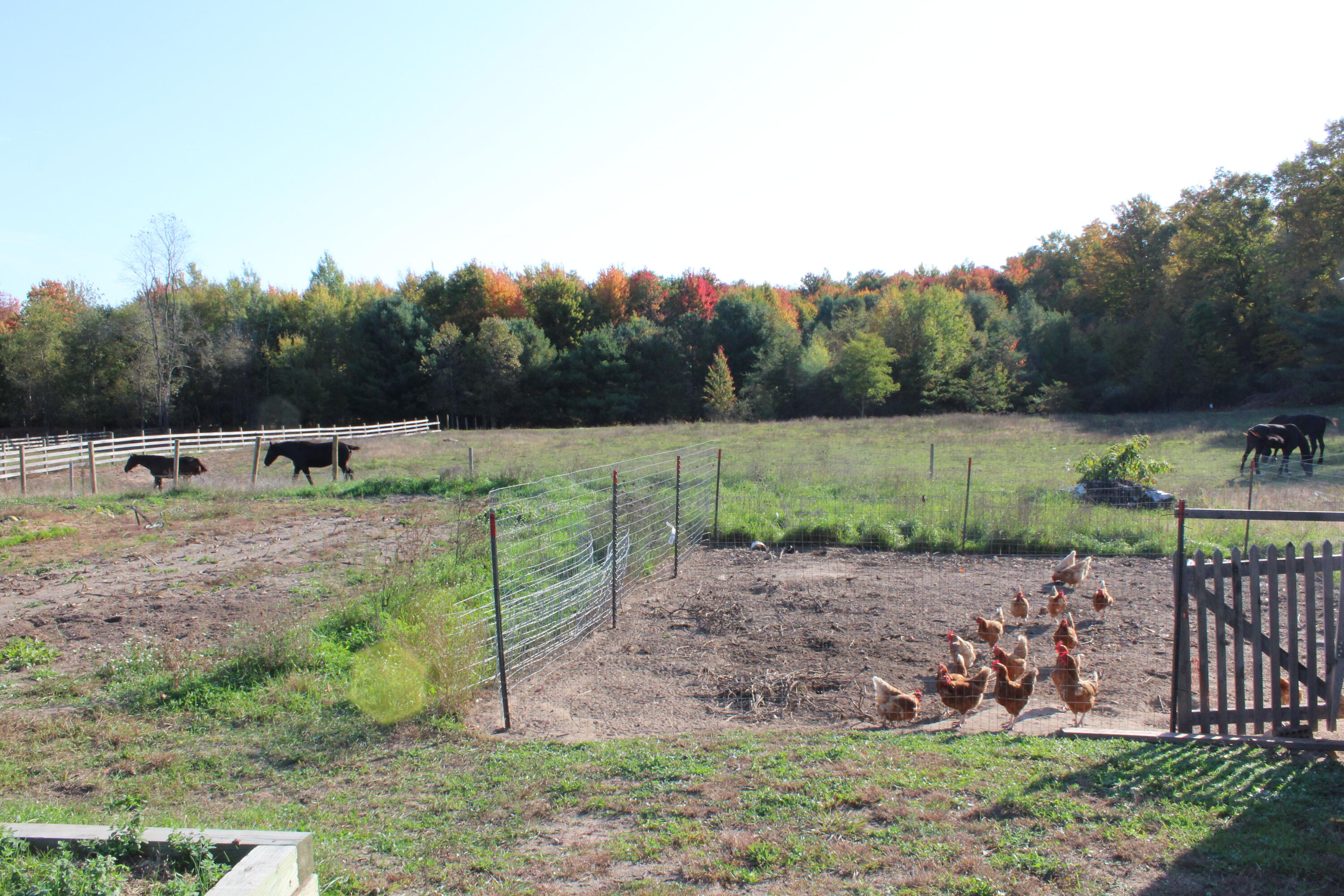 12817 Chief Road Property Photo 19
