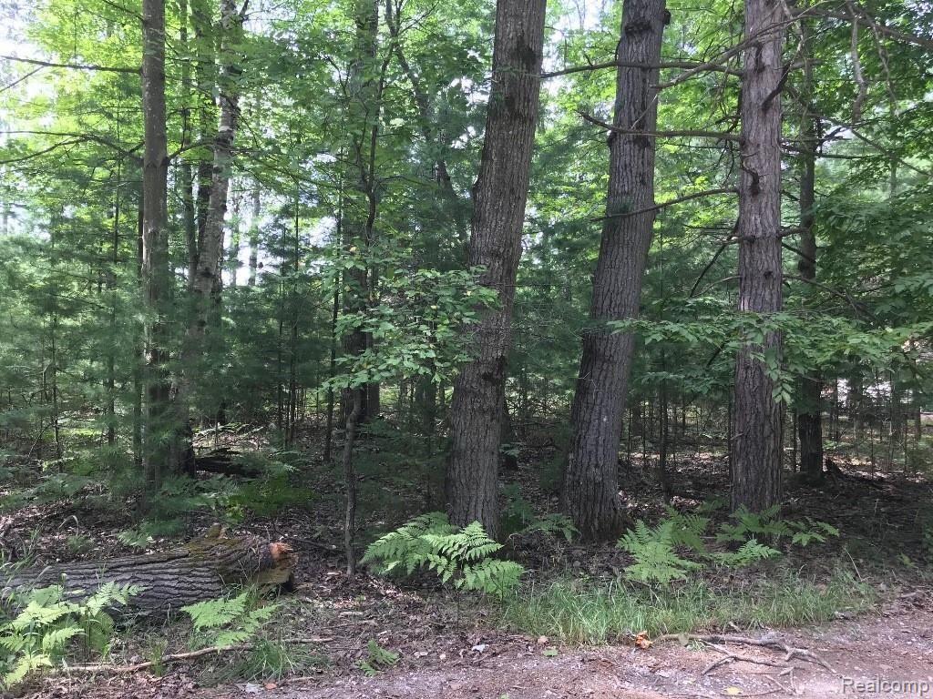 0 Racoon Trail Property Photo 3