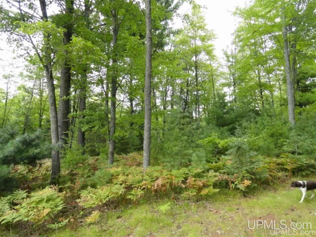 Voelker Lake Road Property Photo 7