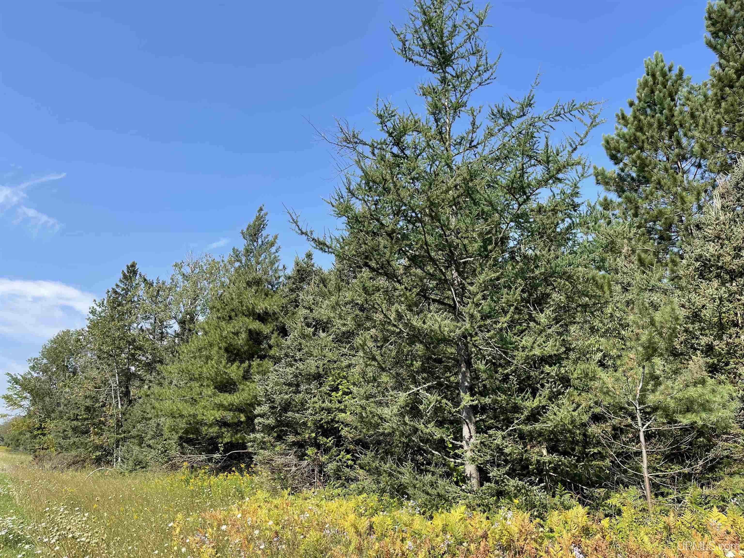 80 Acres Off M94 Property Photo 2