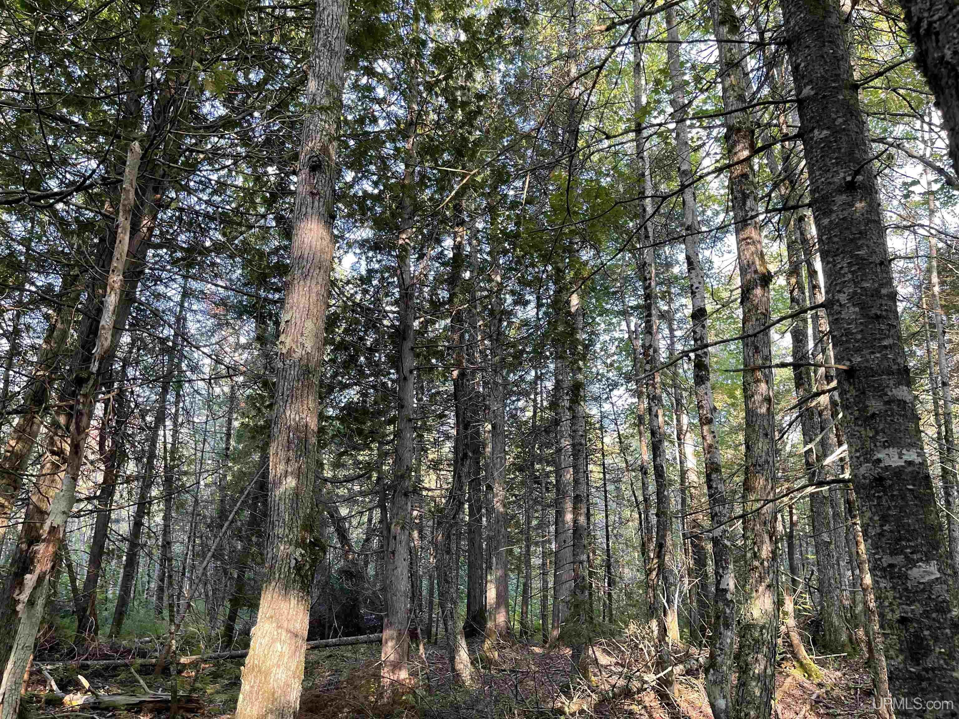 80 Acres Off M94 Property Photo 3