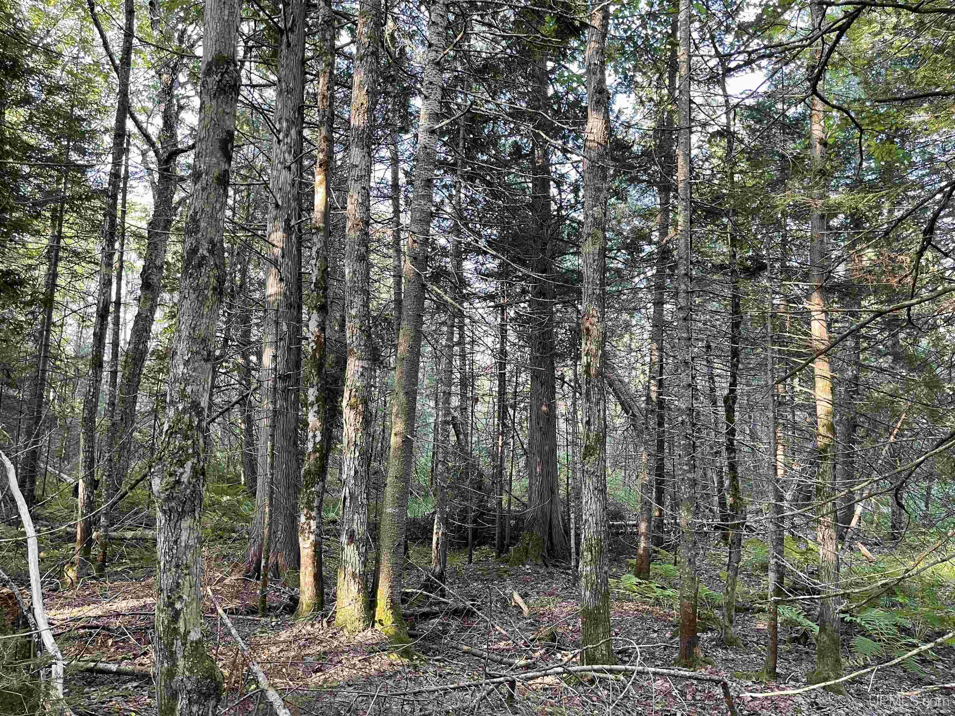 80 Acres Off M94 Property Photo 4