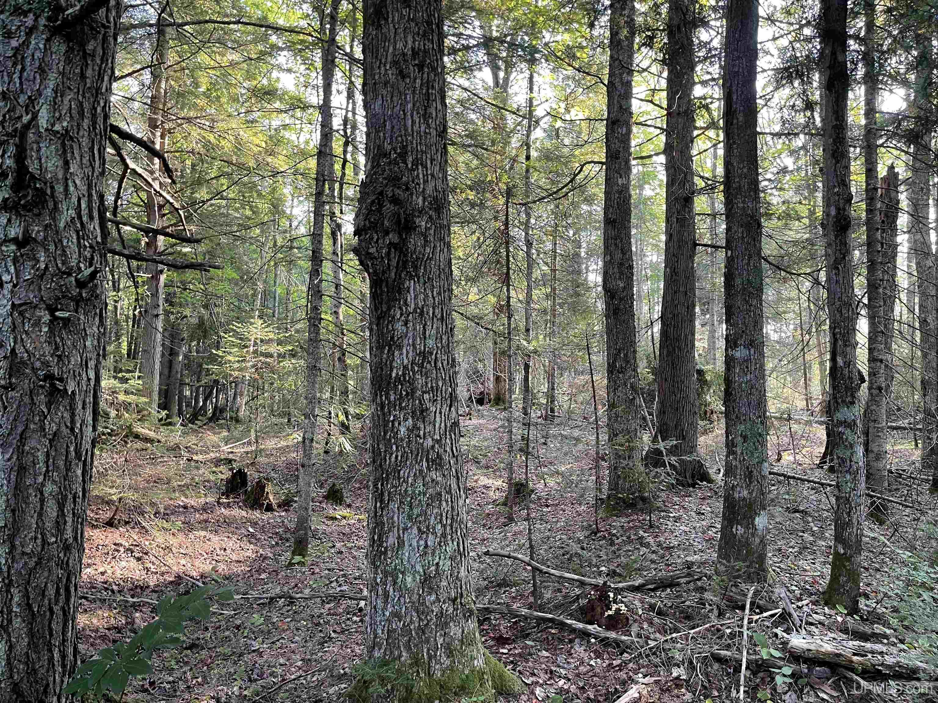 80 Acres Off M94 Property Photo 5