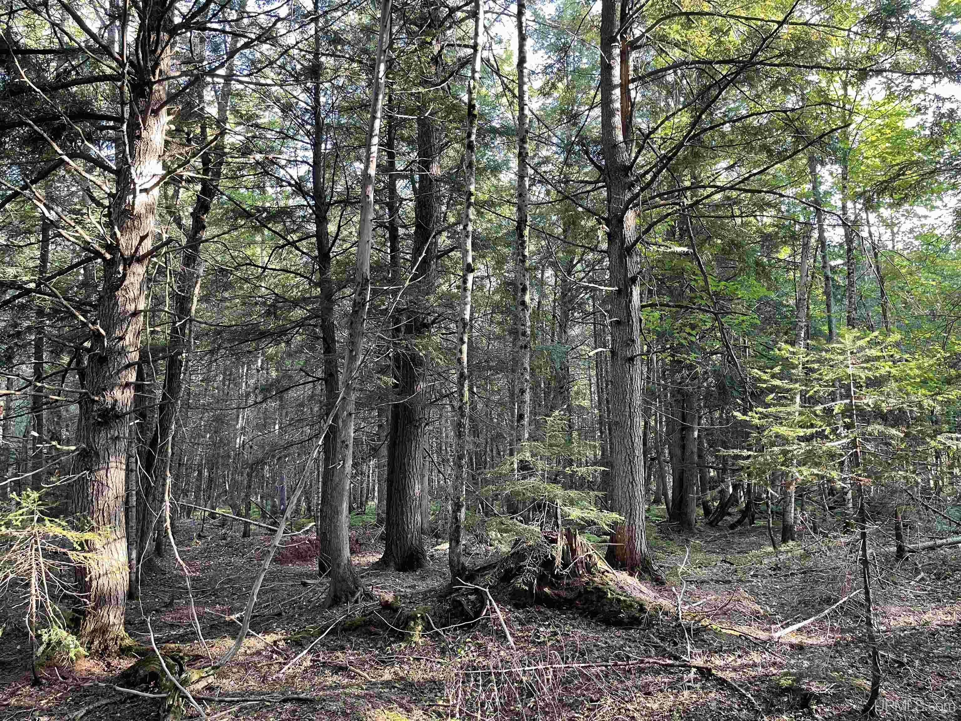 80 Acres Off M94 Property Photo 7