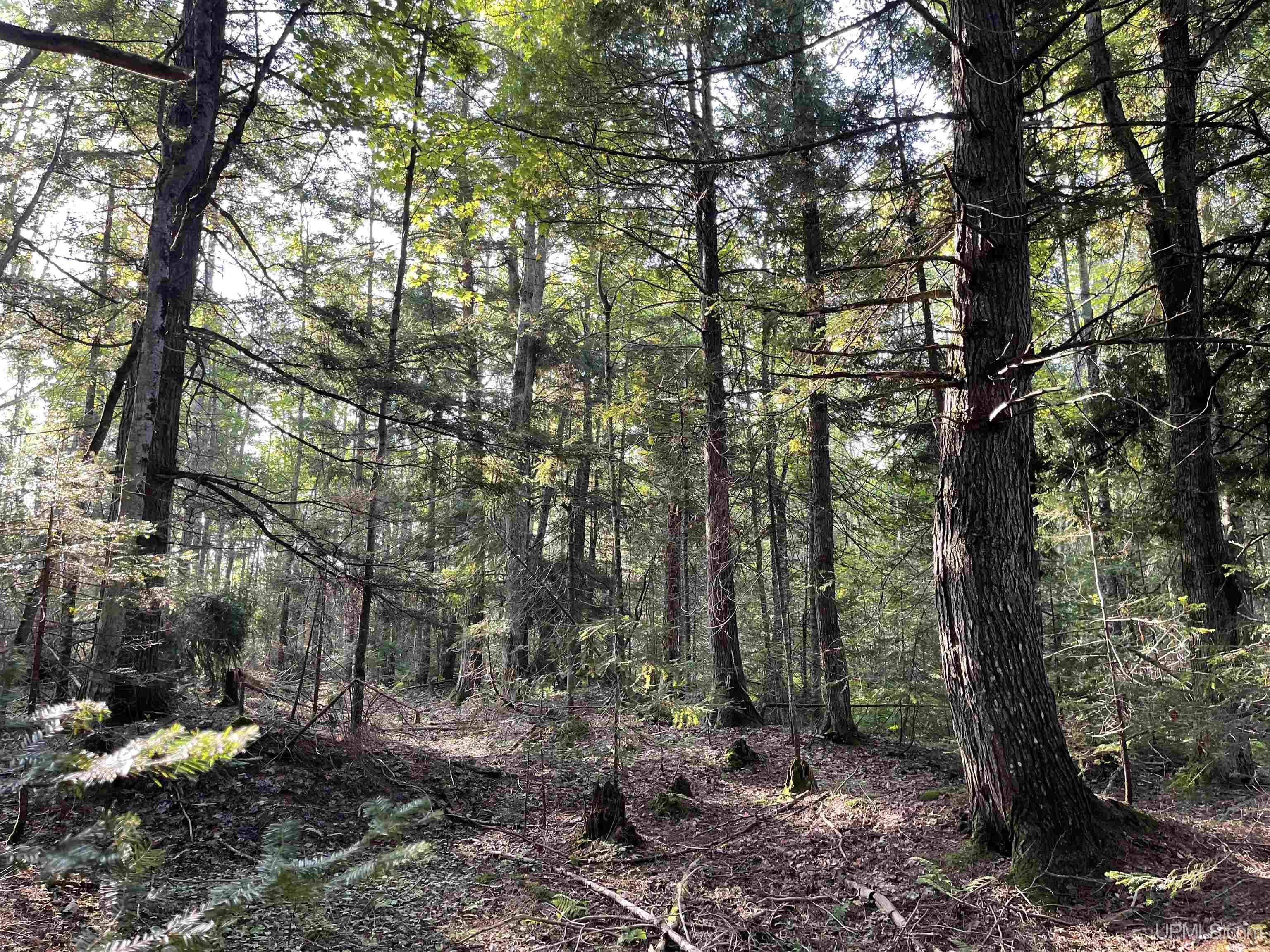 80 Acres Off M94 Property Photo 8