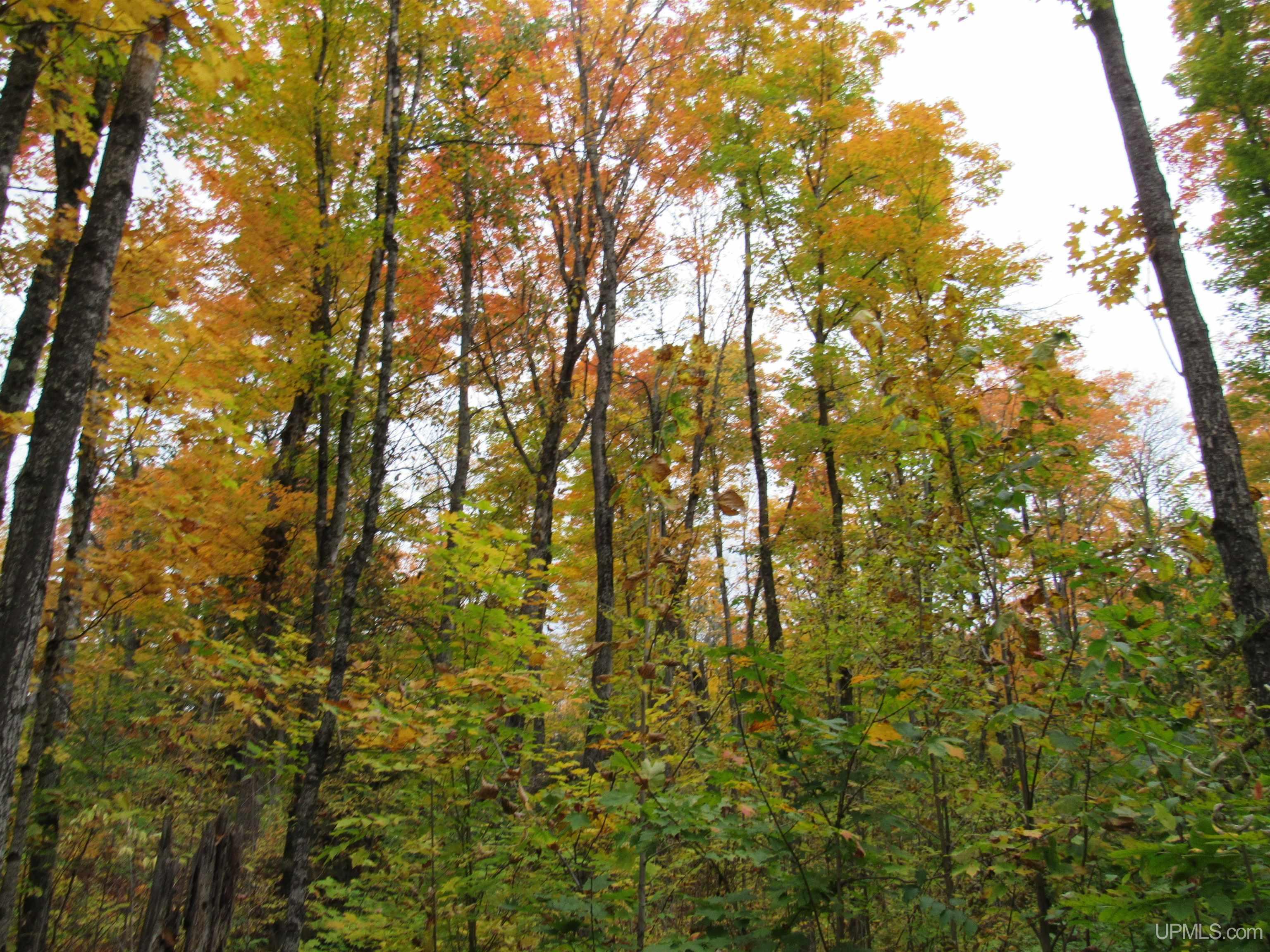 5800 Wolf Lake Road Property Photo 45