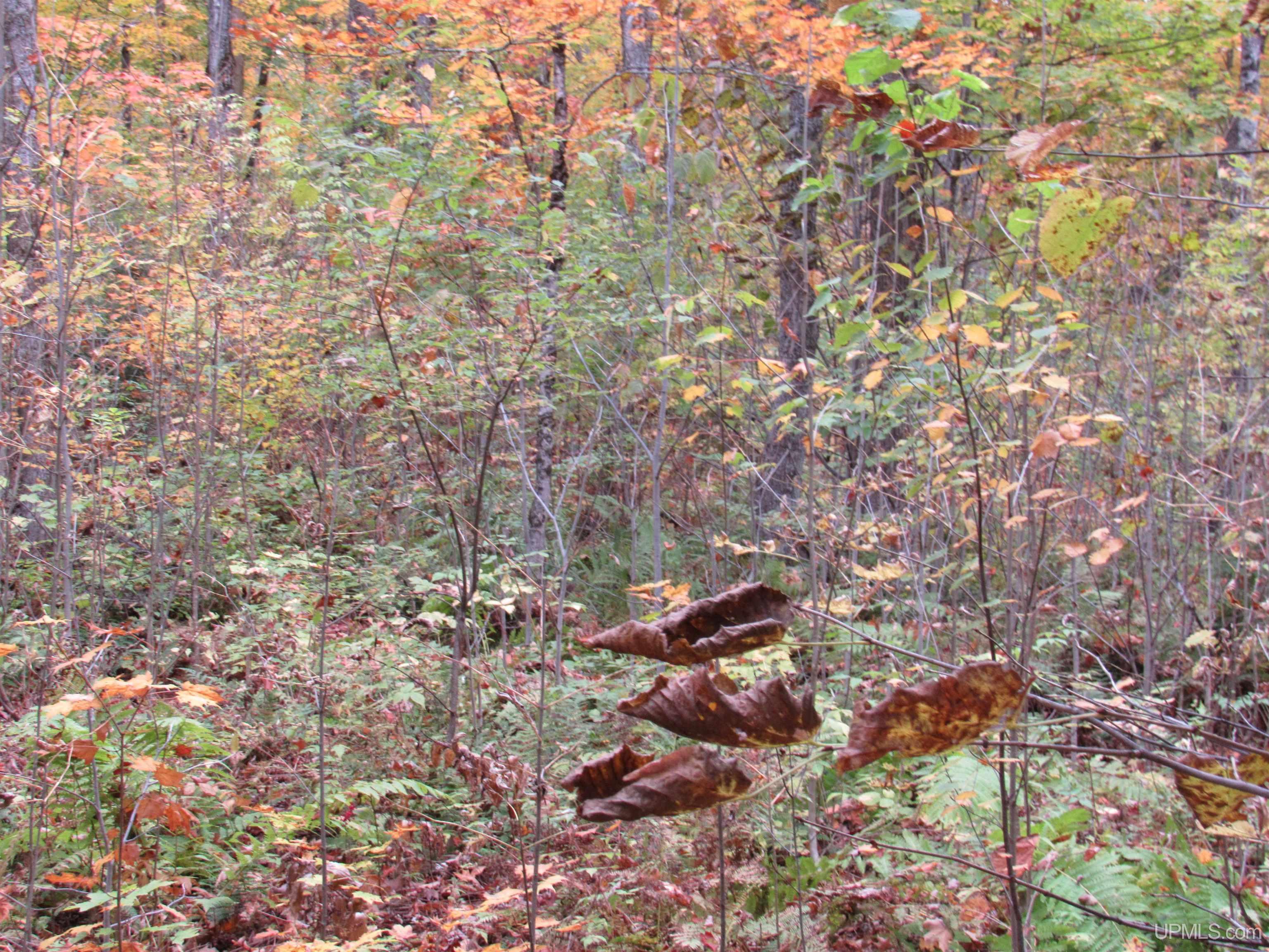 5800 Wolf Lake Road Property Photo 55