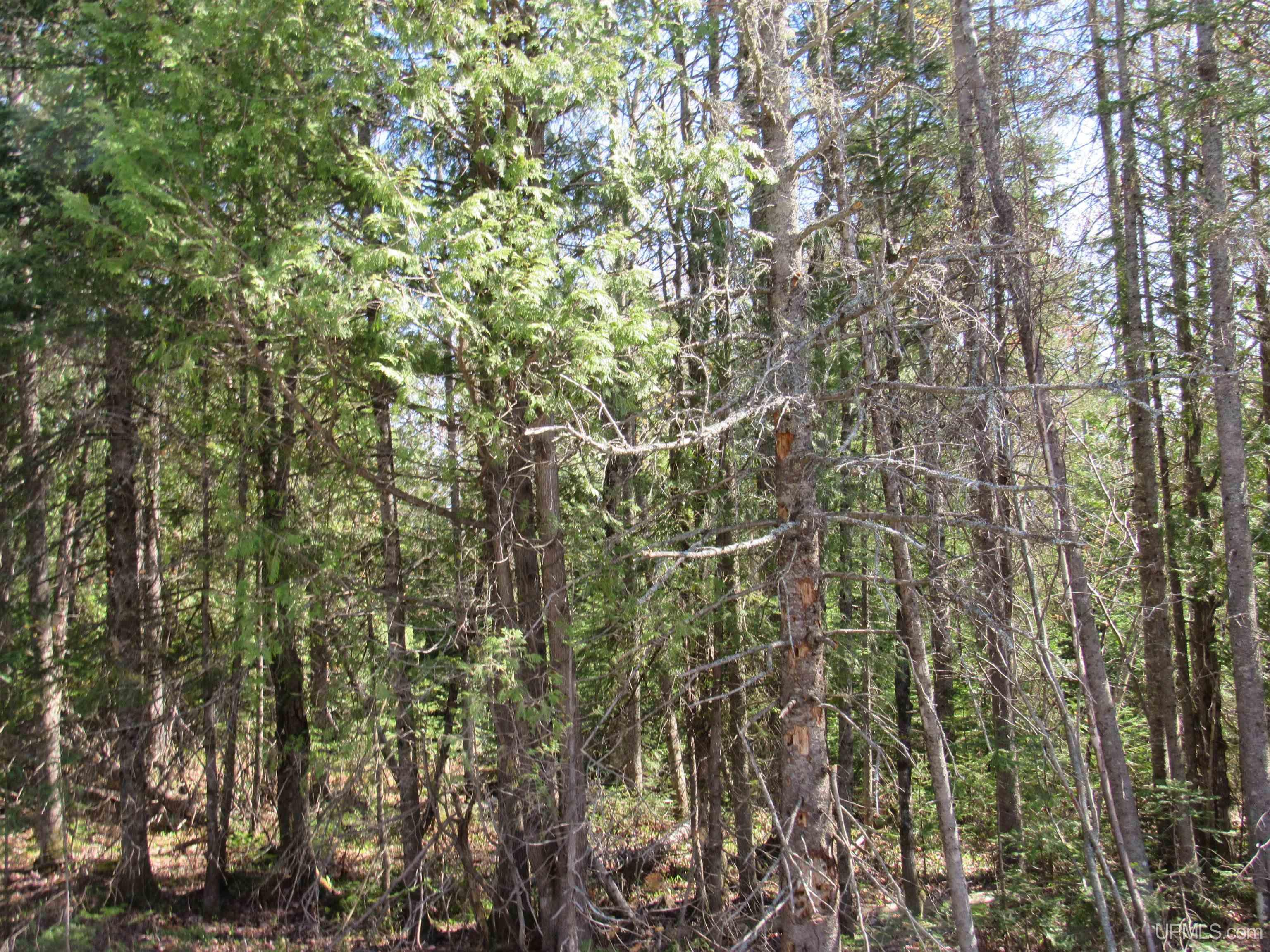 Tbd Rice Lake Road Property Photo 1