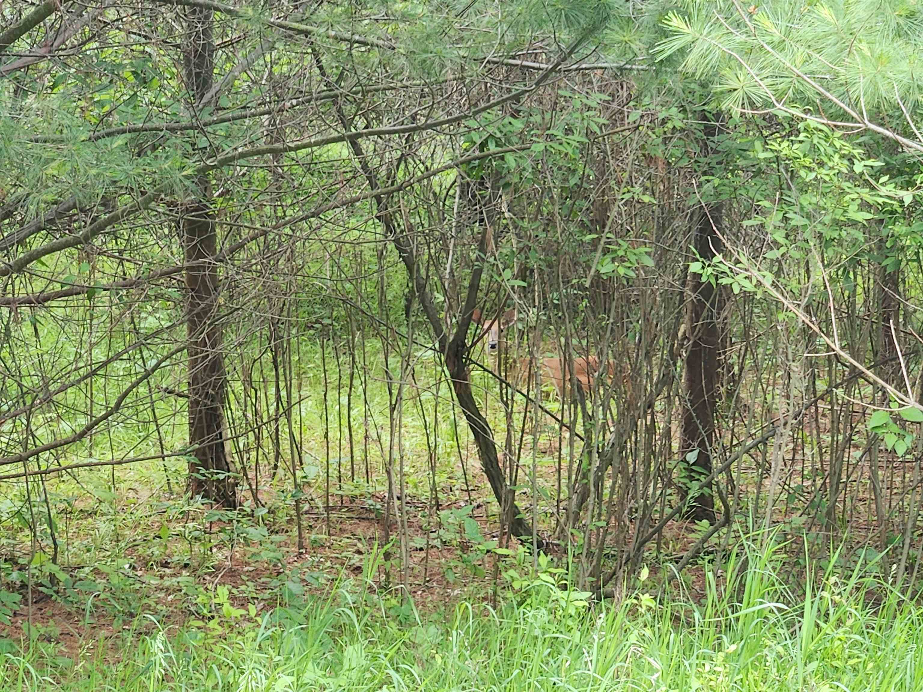 Lot 19 Huntington Circle Property Photo 4