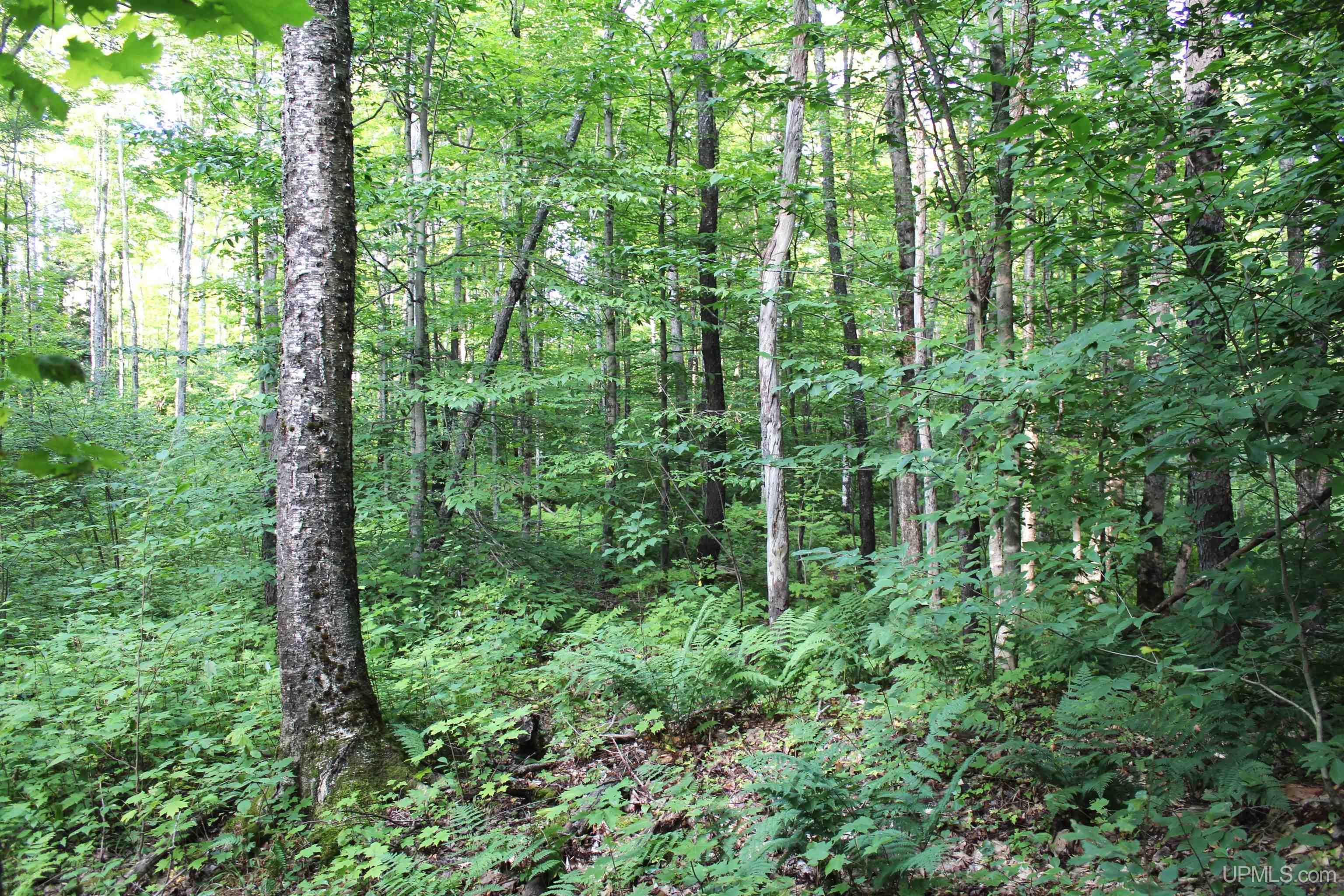 On E Shingleton Road Property Photo 29