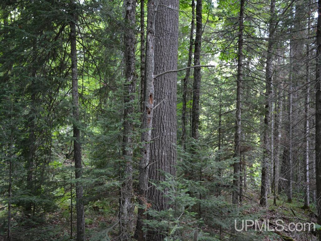 00 Gold Mine Lake Road Property Photo 16