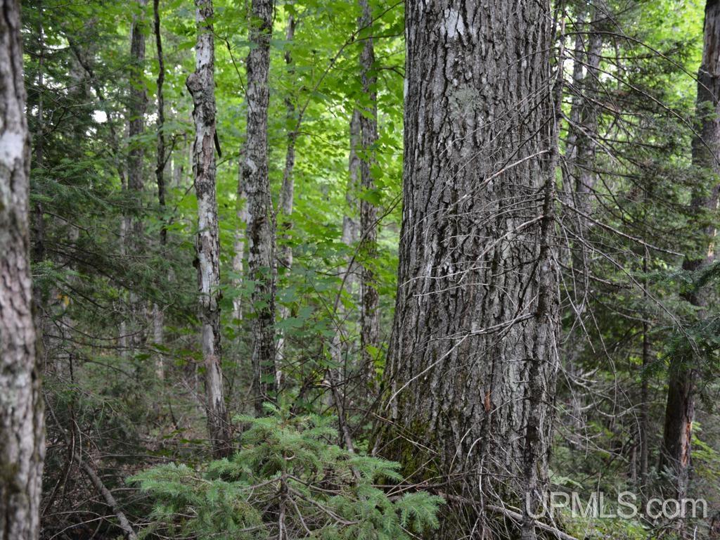 00 Gold Mine Lake Road Property Photo 18