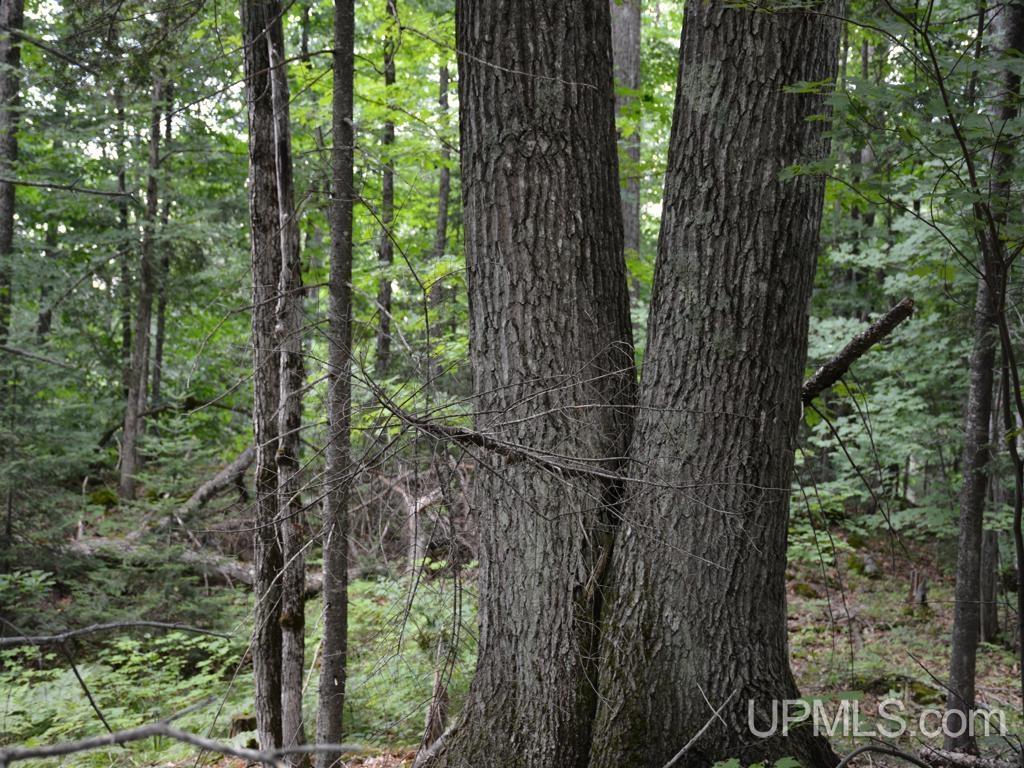 00 Gold Mine Lake Road Property Photo 19