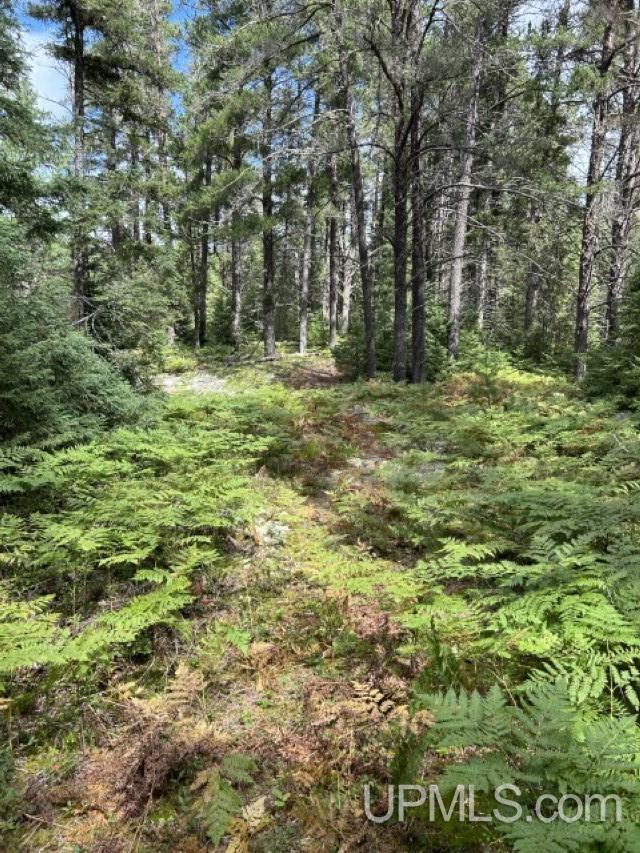 170 Acres Off Cr 573 Road Property Photo 2