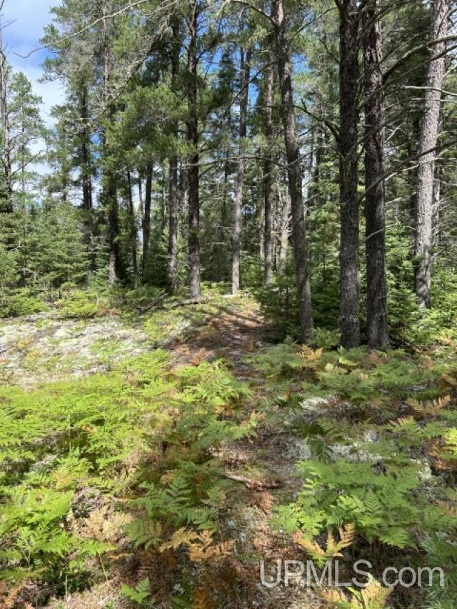 170 Acres Off Cr 573 Road Property Photo 3