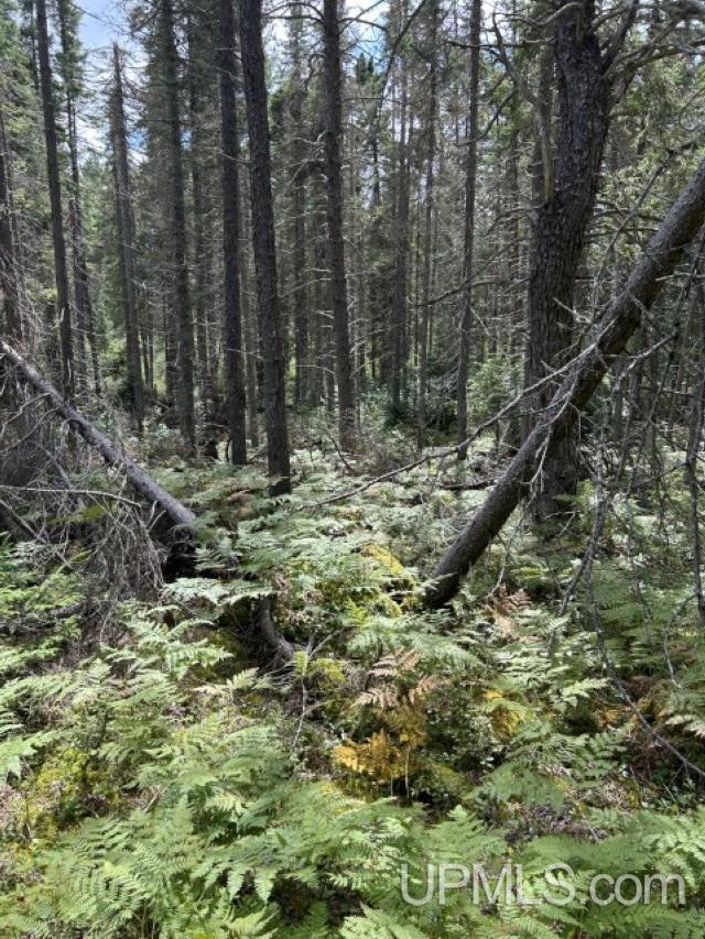170 Acres Off Cr 573 Road Property Photo 8