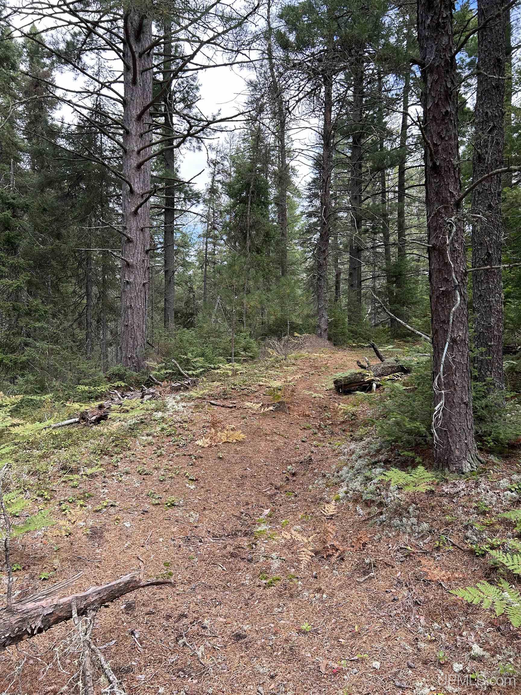 170 Acres Off Cr 573 Road Property Photo 13
