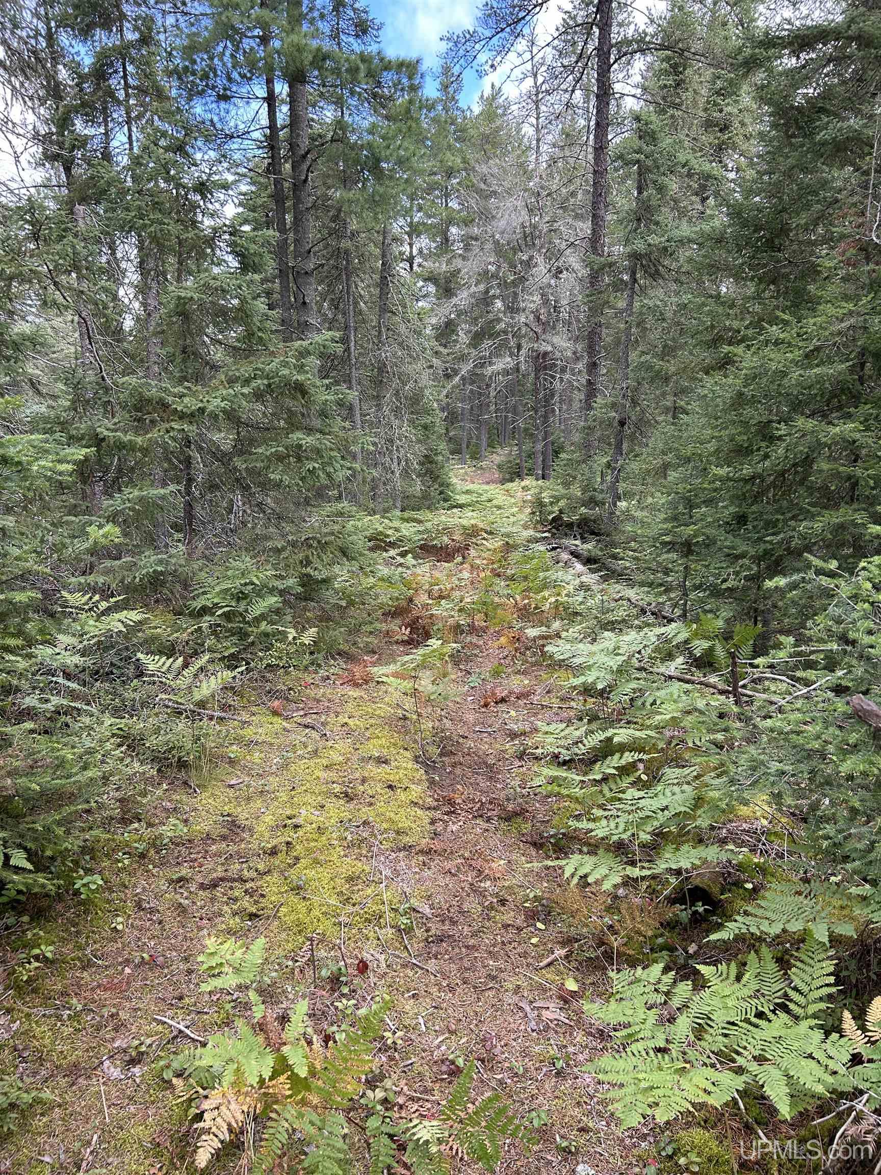 170 Acres Off Cr 573 Road Property Photo 15