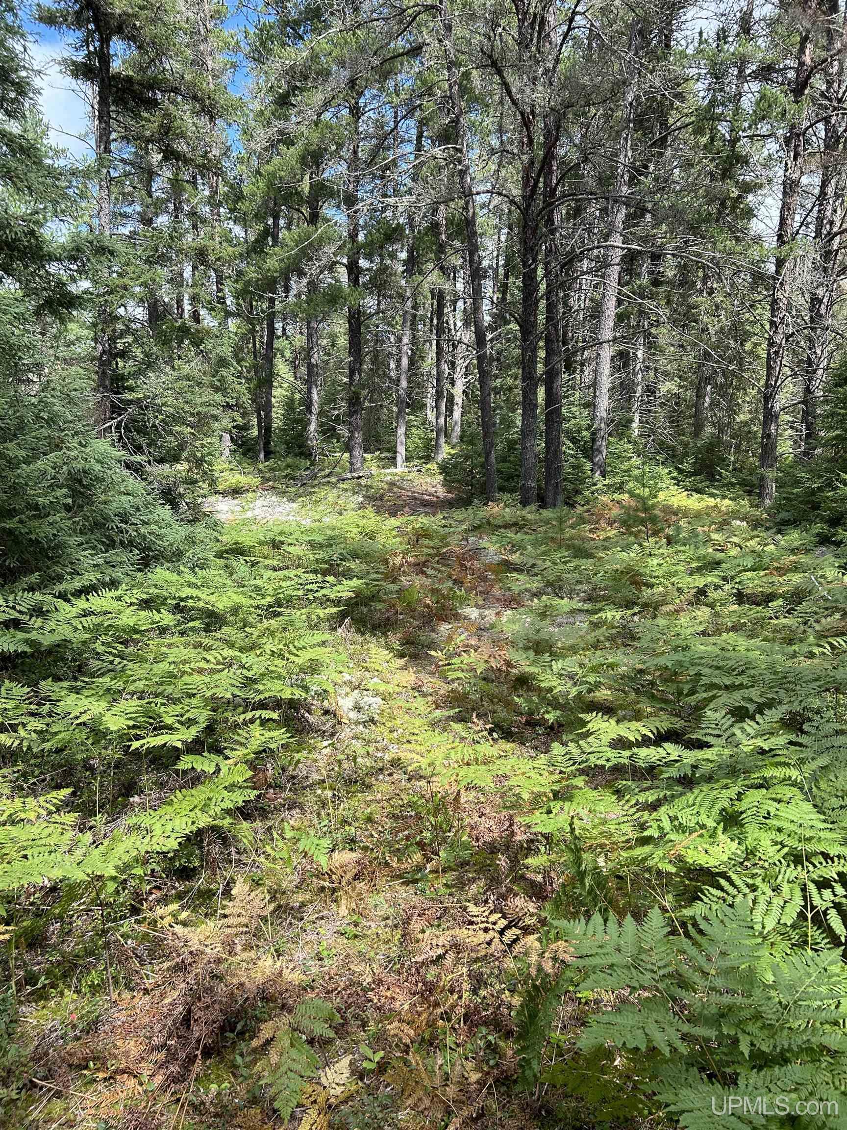 170 Acres Off Cr 573 Road Property Photo 16