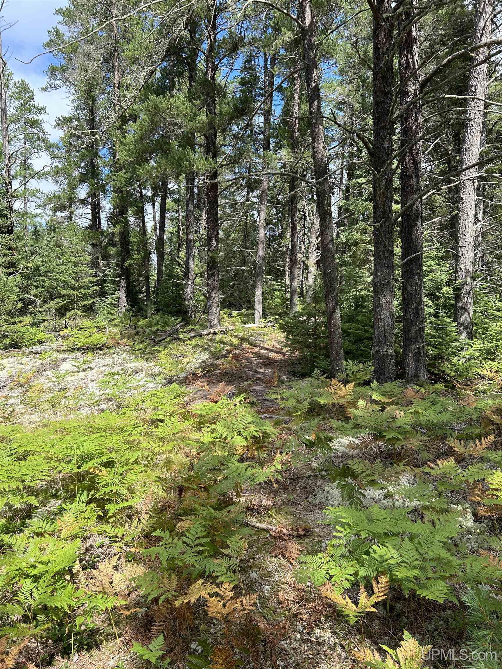 170 Acres Off Cr 573 Road Property Photo 17