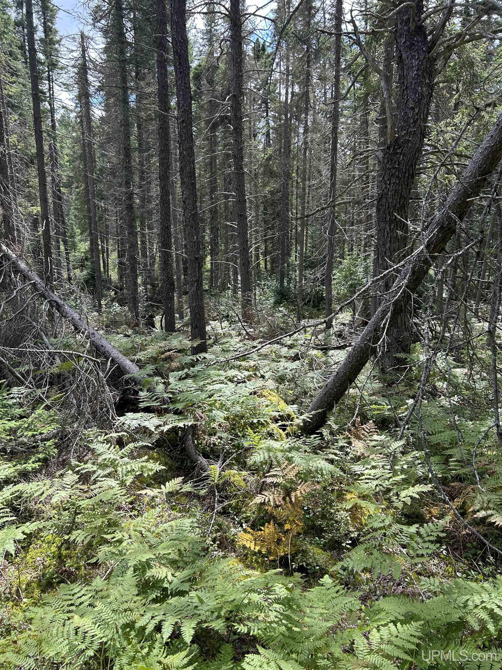 170 Acres Off Cr 573 Road Property Photo 18