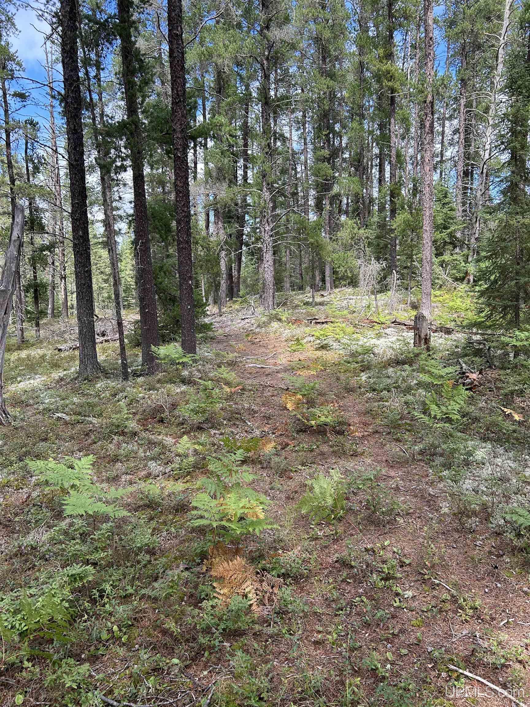 170 Acres Off Cr 573 Road Property Photo 19