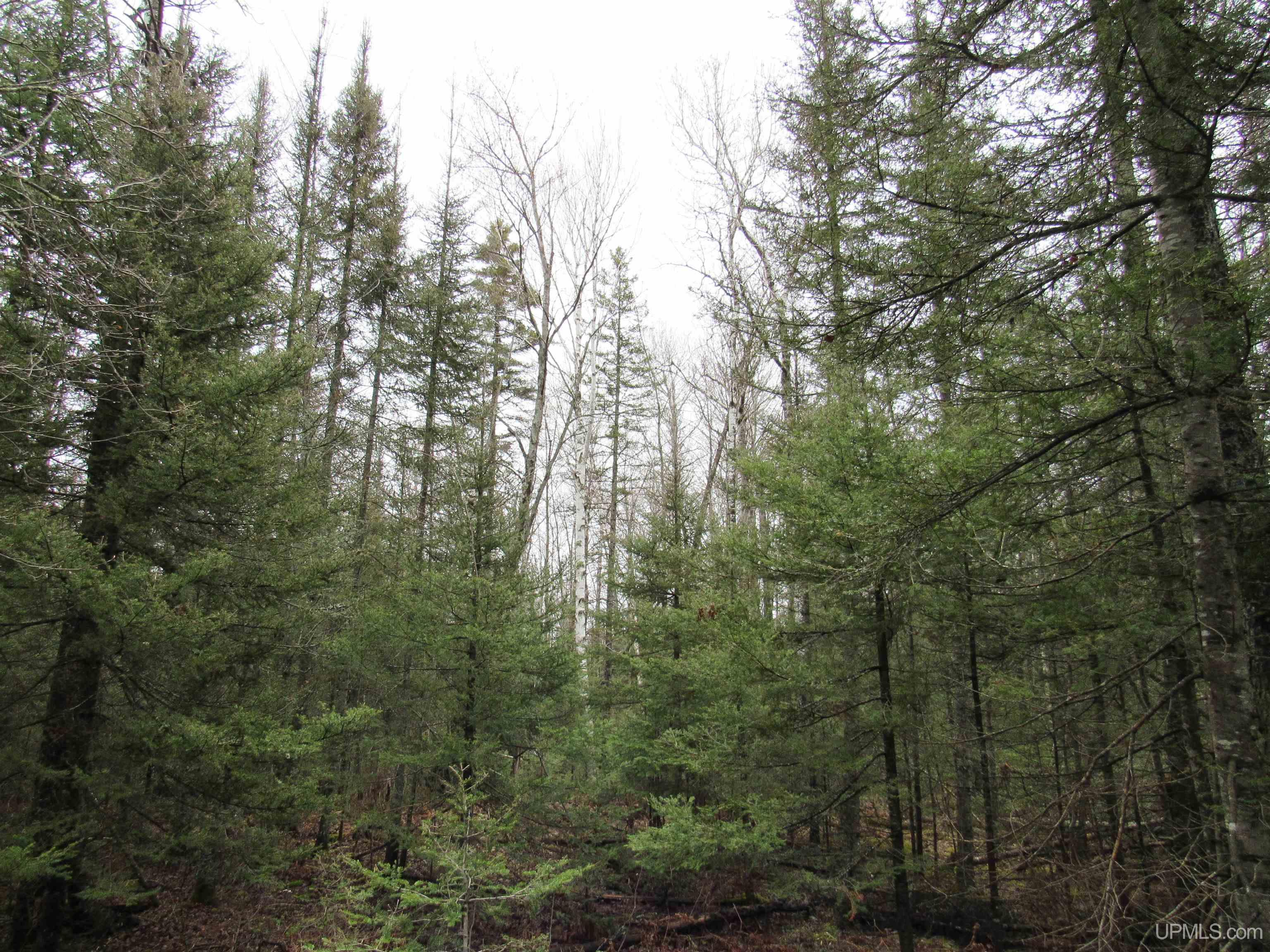 Tbd Deerton-sand Lake Road Property Photo 6