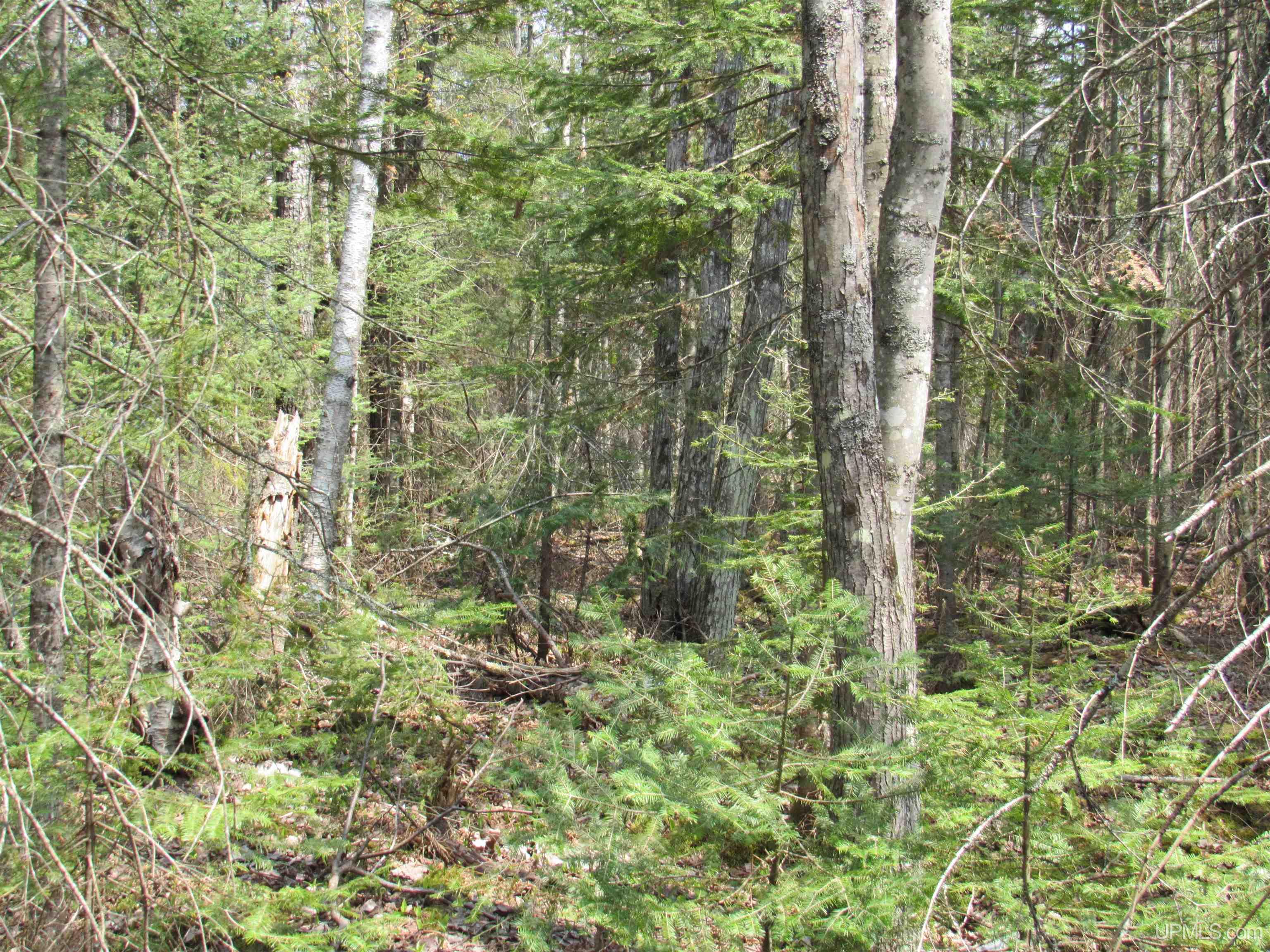 Tbd Deerton-sand Lake Road Property Photo 10