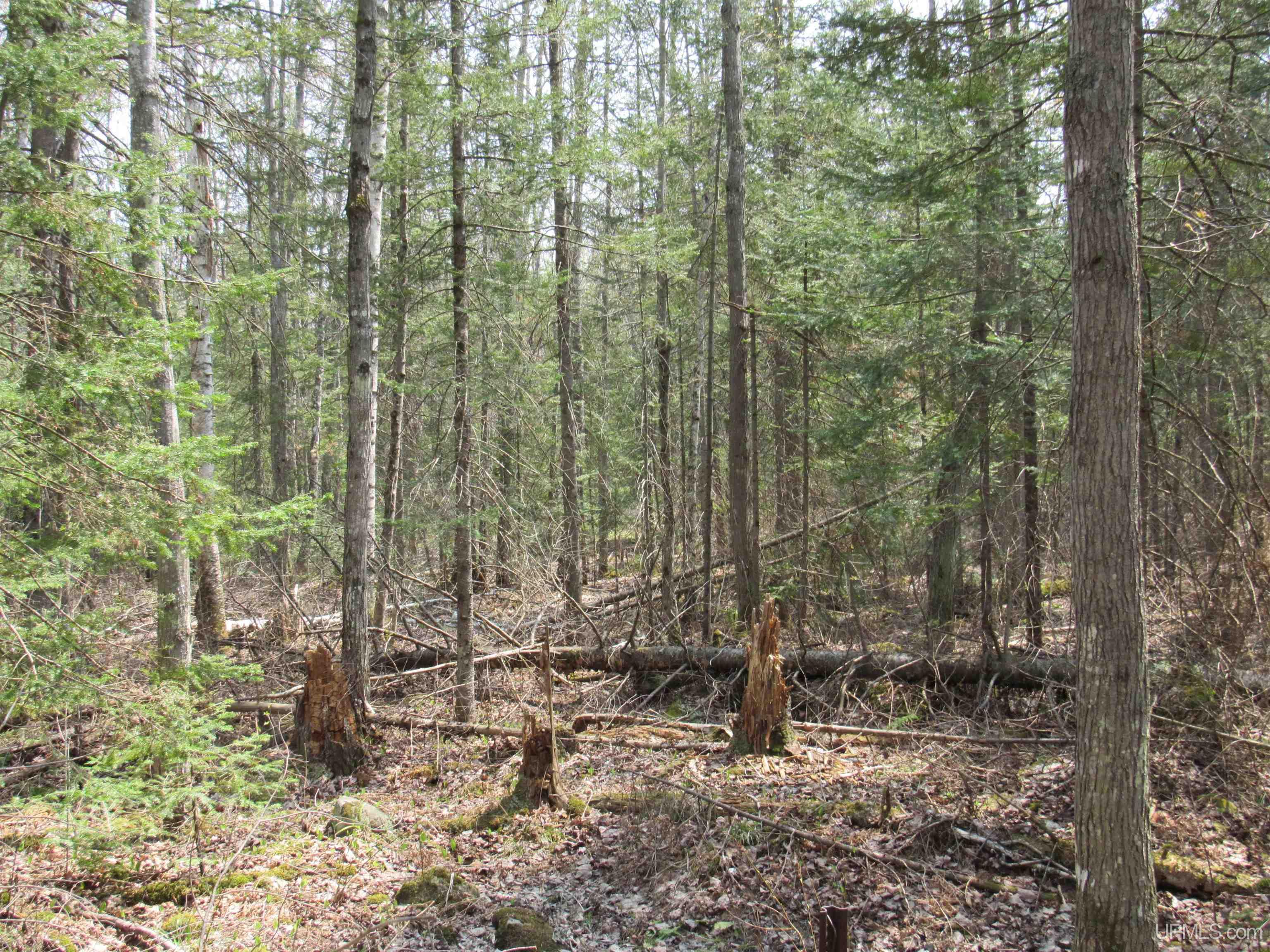 Tbd Deerton-sand Lake Road Property Photo 12