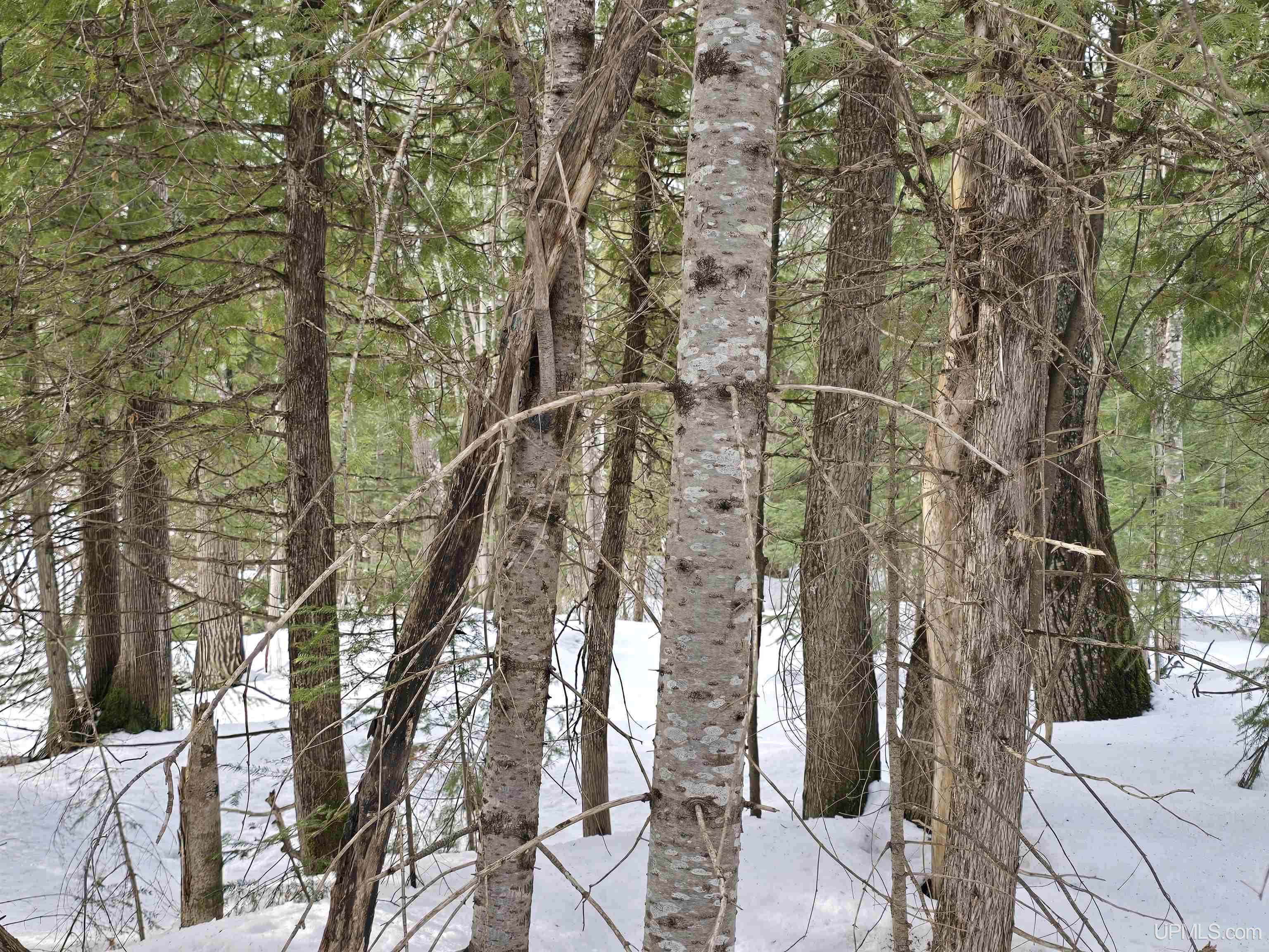 Tbd M 38 Highway Property Photo 17
