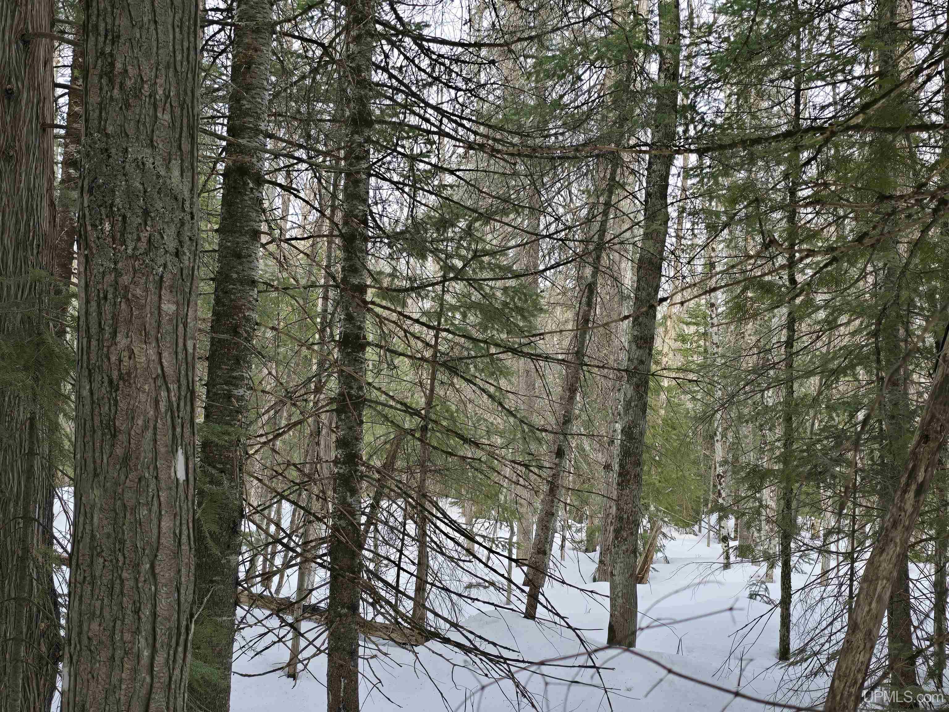 Tbd M 38 Highway Property Photo 19