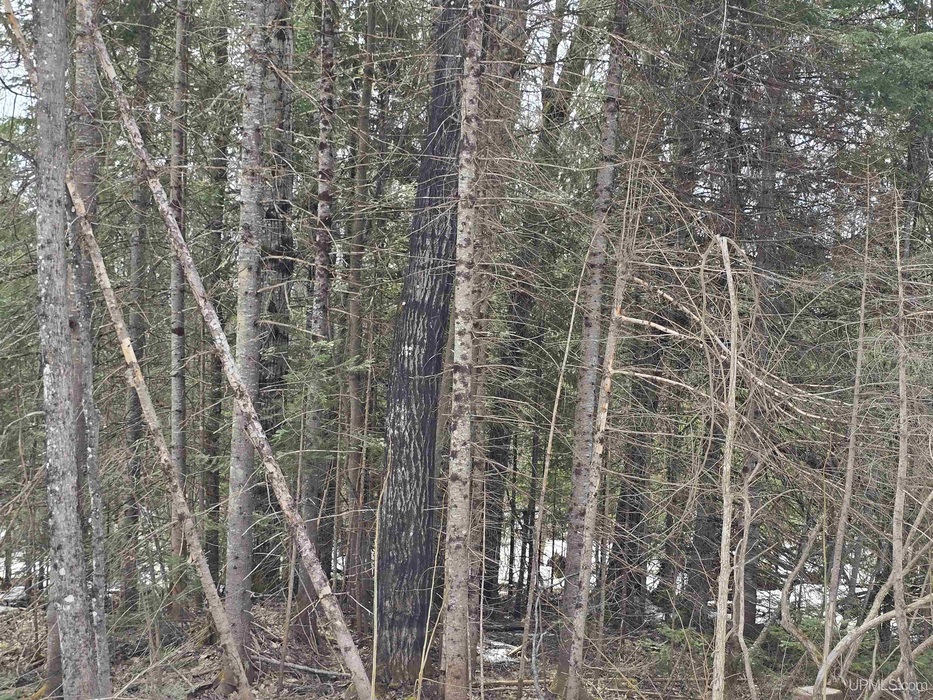 Tbd M 38 Highway Property Photo 29