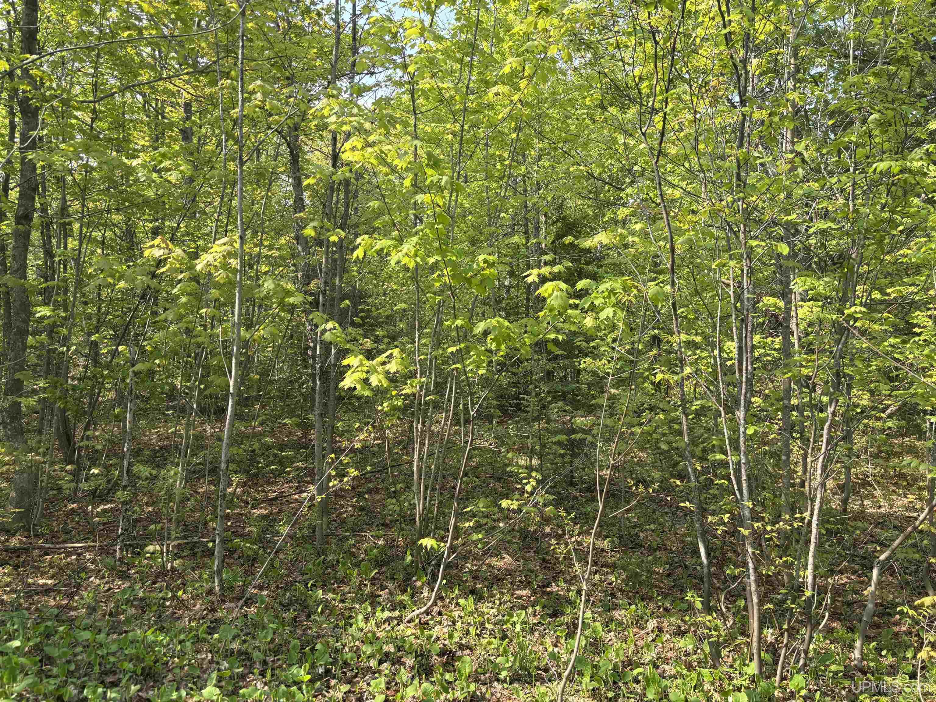 Tbd B Gorton Road Property Photo 2