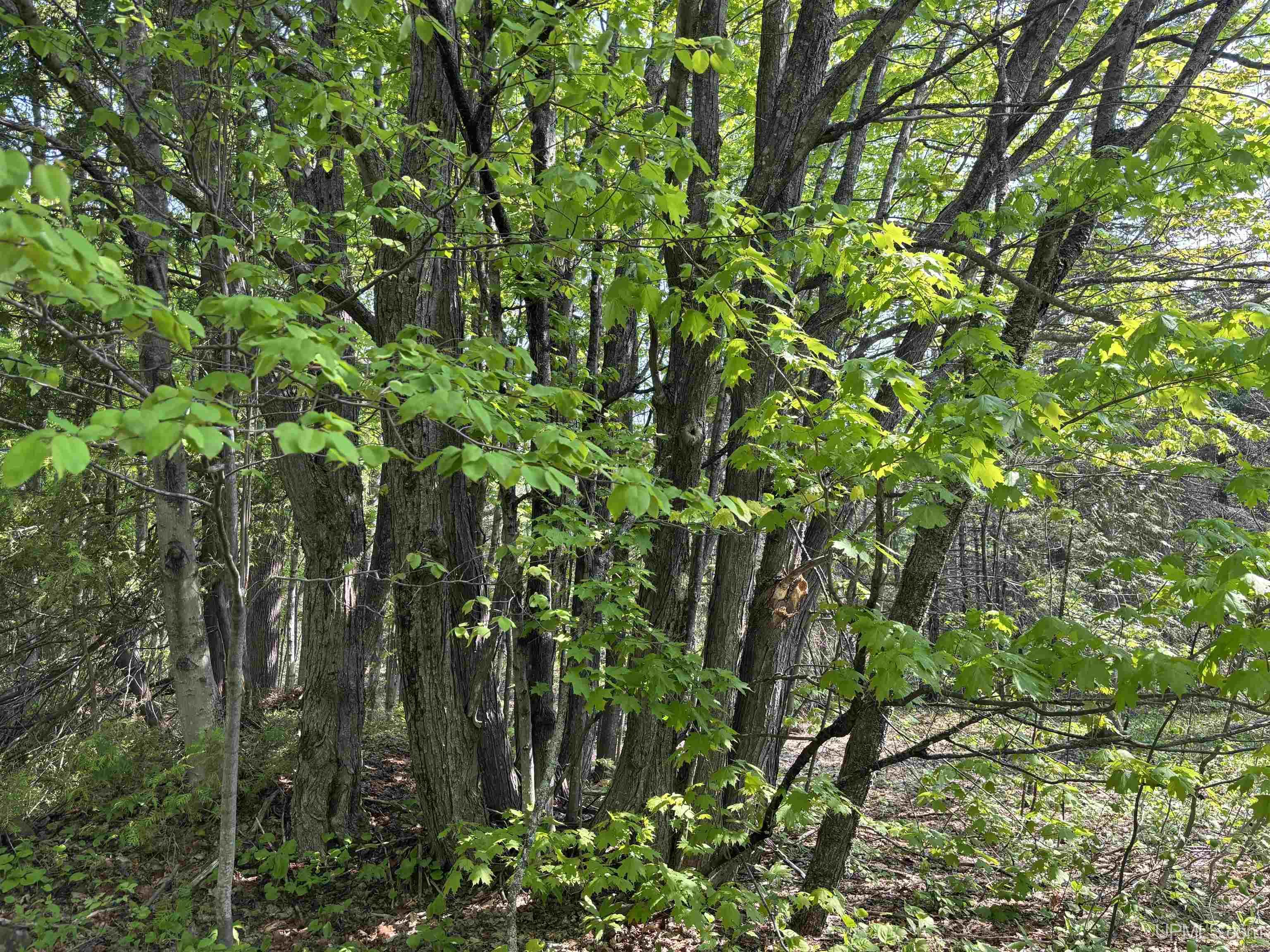 Tbd B Gorton Road Property Photo 19