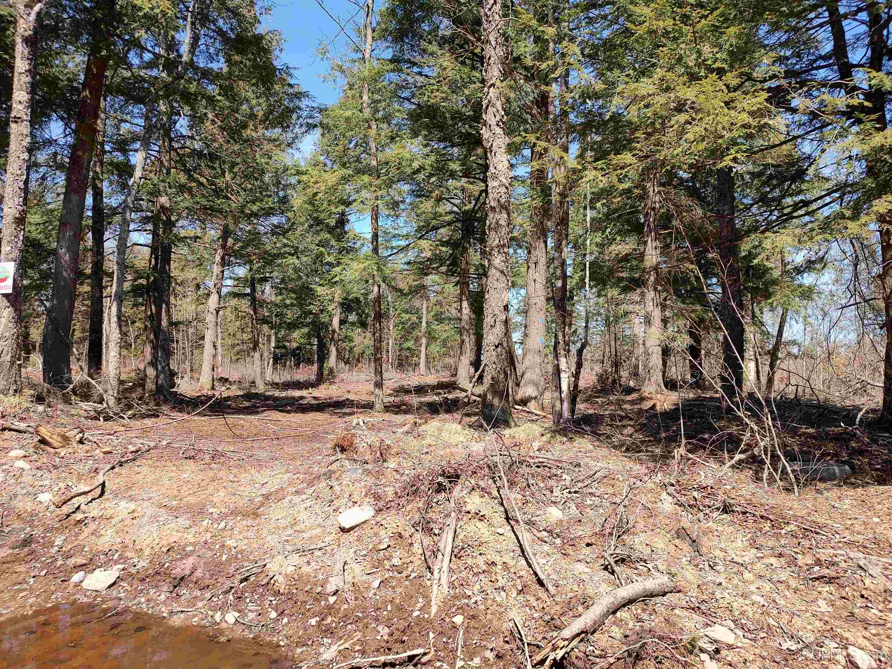 Tbd Black Creek (east) Road Property Photo 4