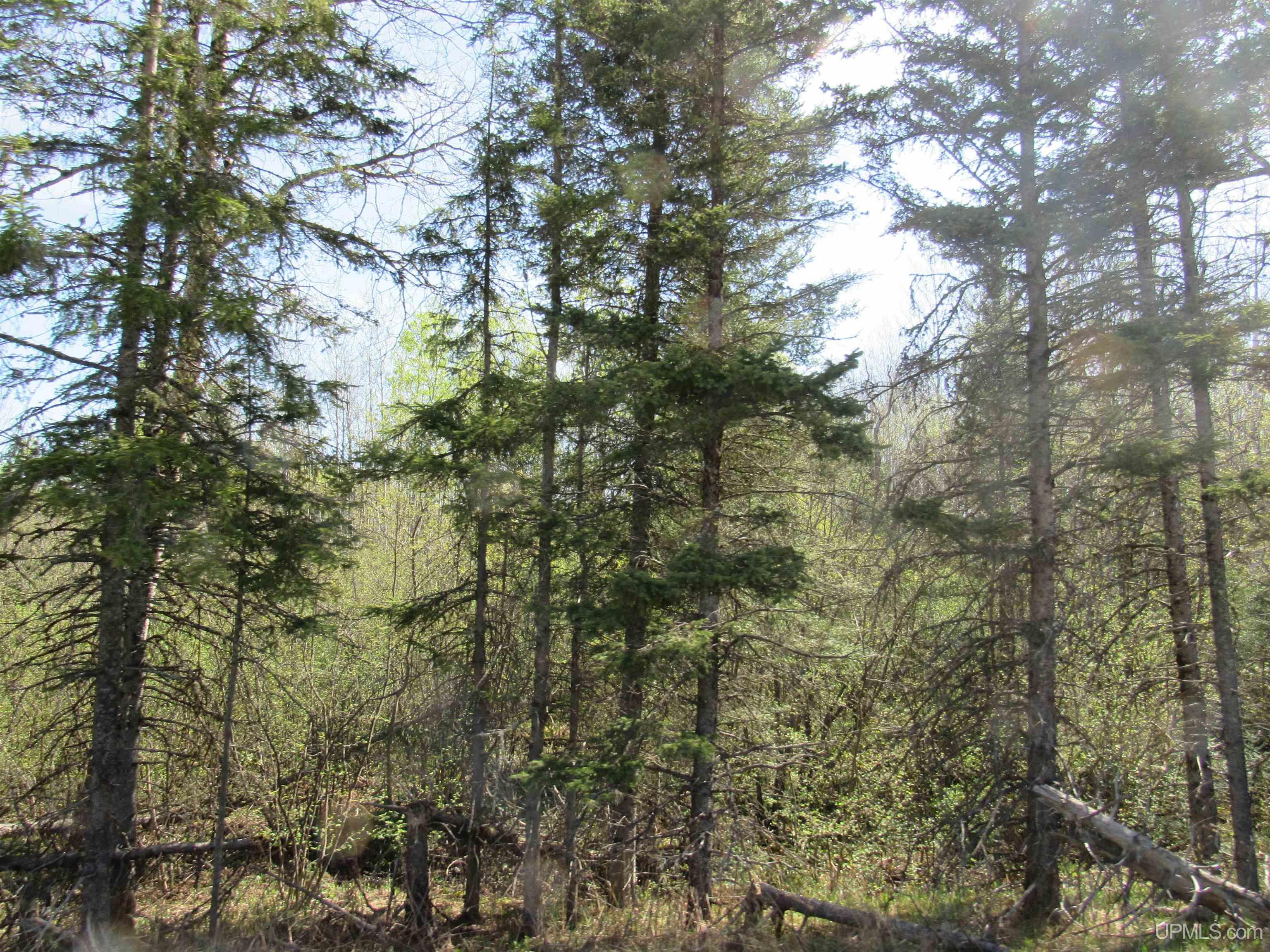 Tbd Us 141 Road Property Photo 12