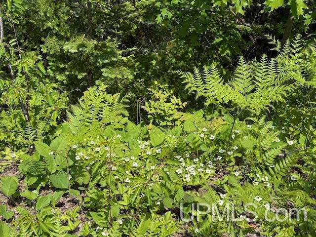 Tbd Five Mile Pt Road Property Photo 16