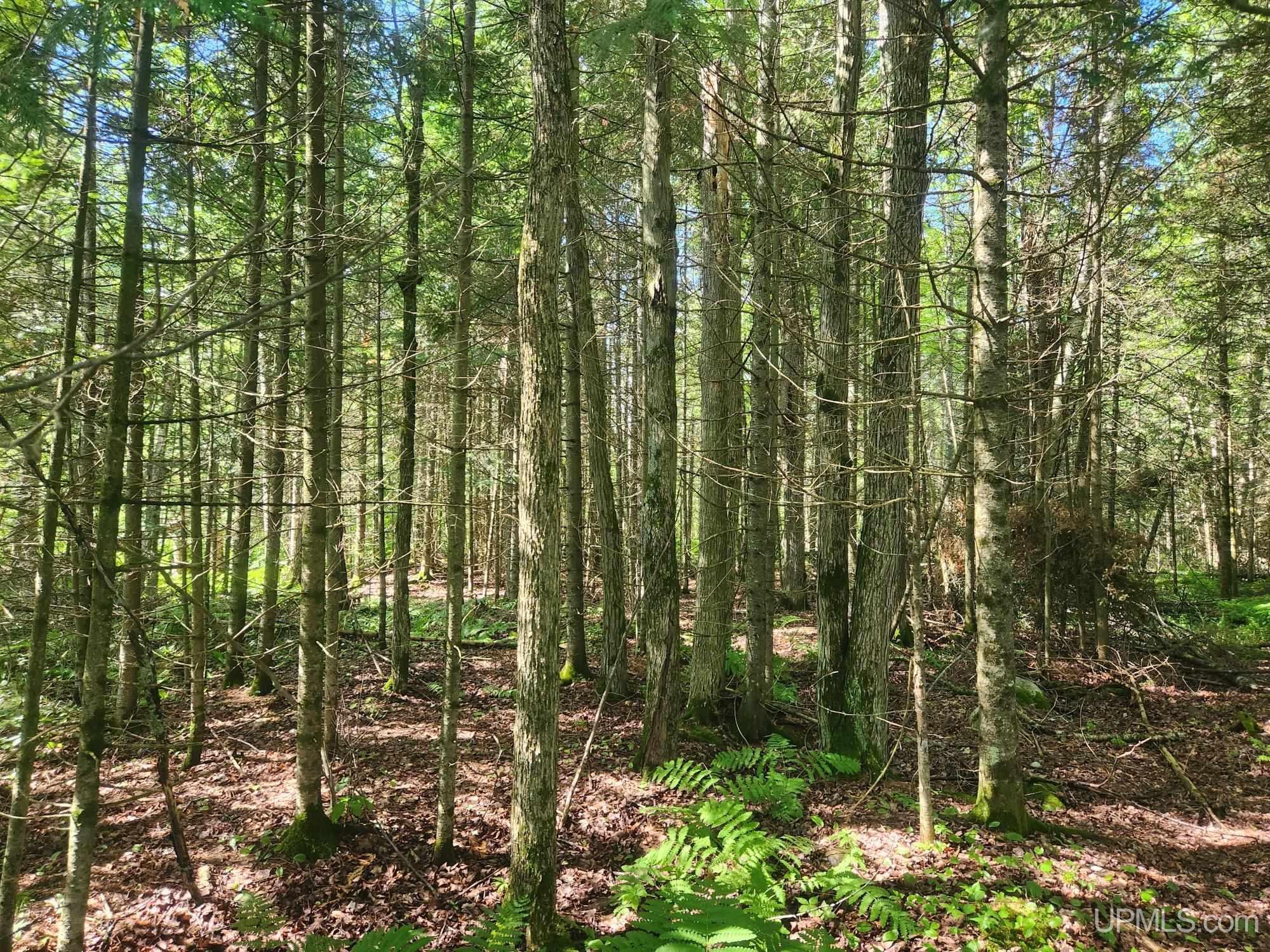 Tbd Wildwood Lake Road Property Photo 14