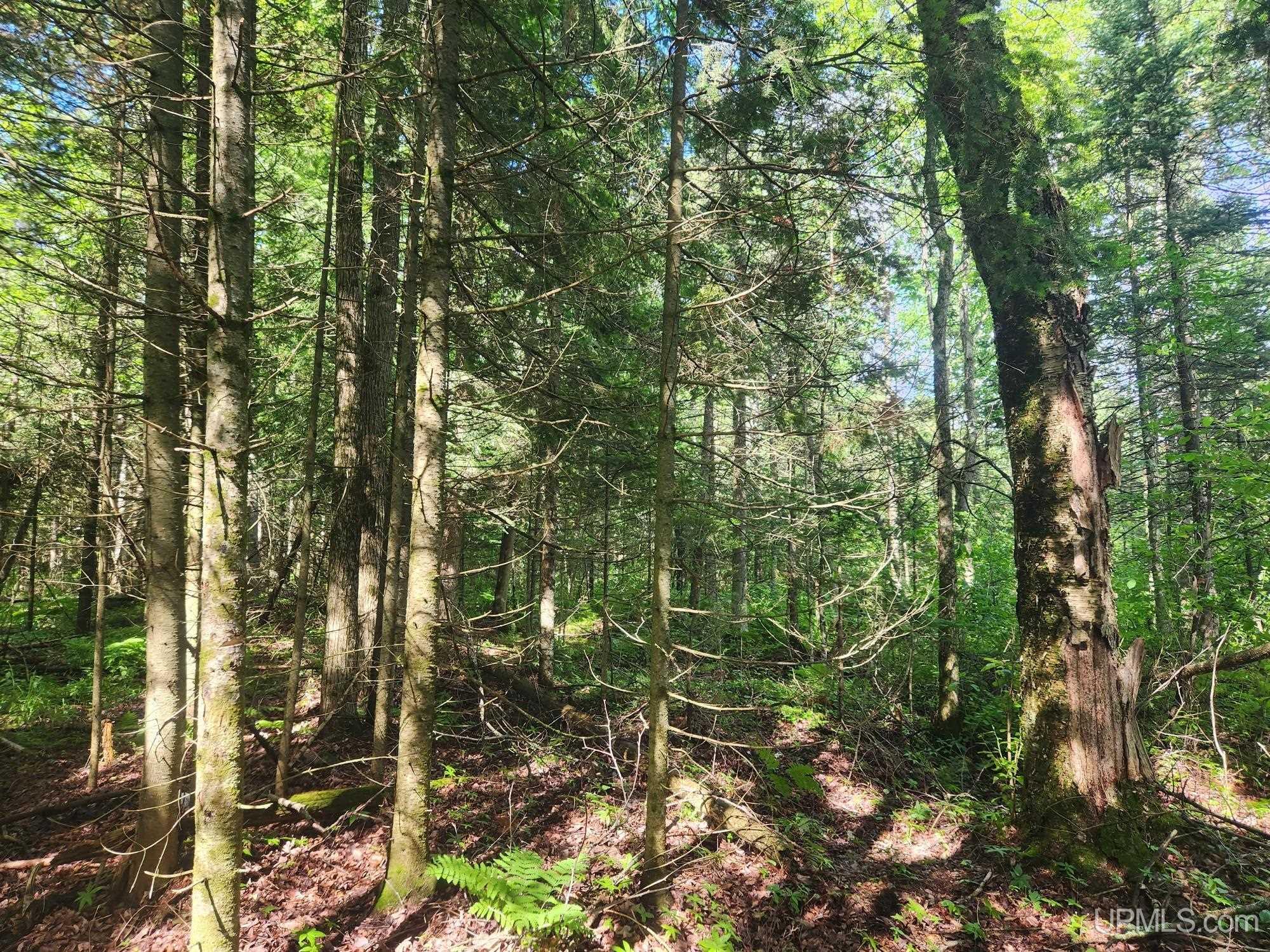 Tbd Wildwood Lake Road Property Photo 15