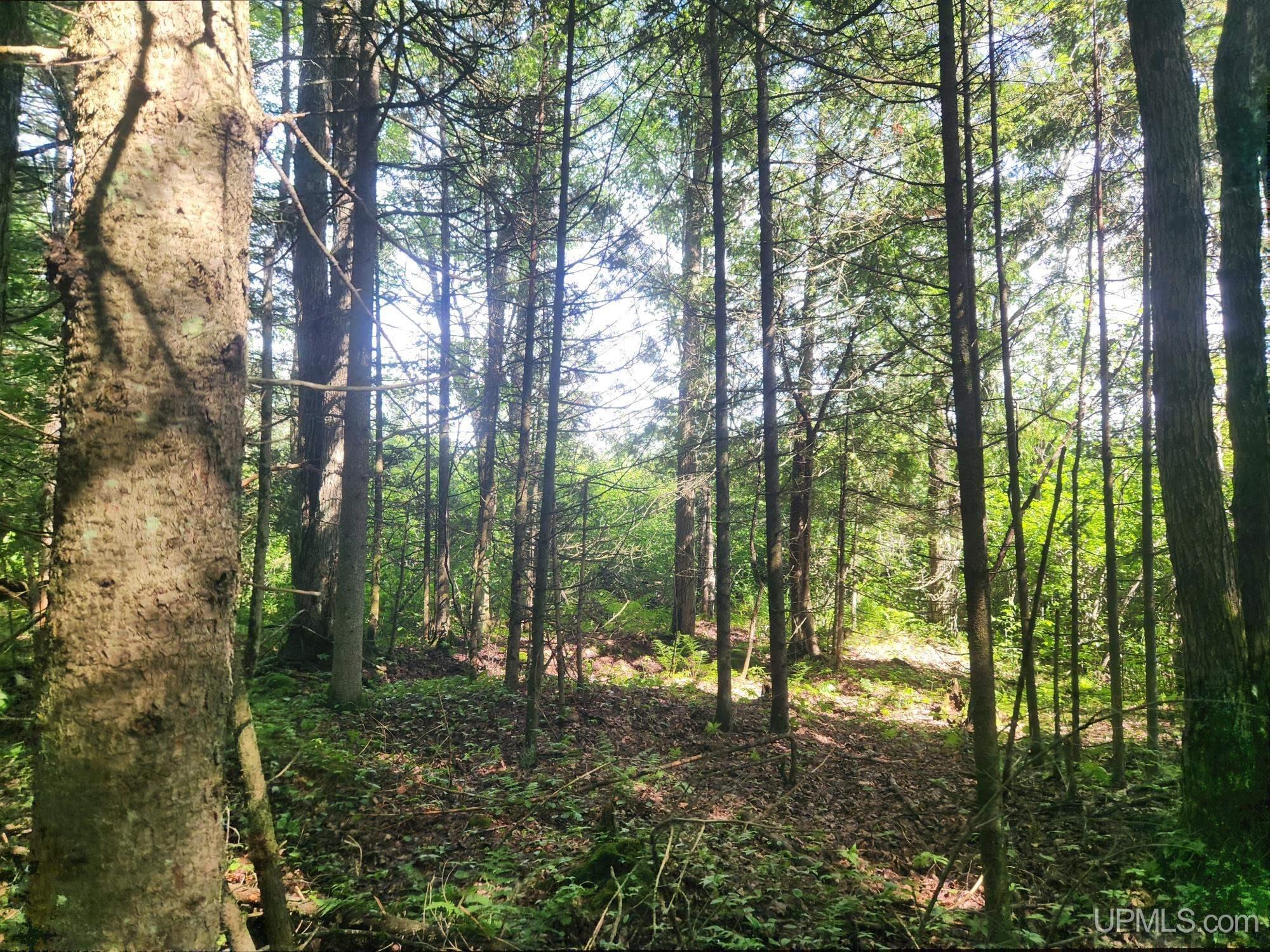 Tbd Wildwood Lake Road Property Photo 16