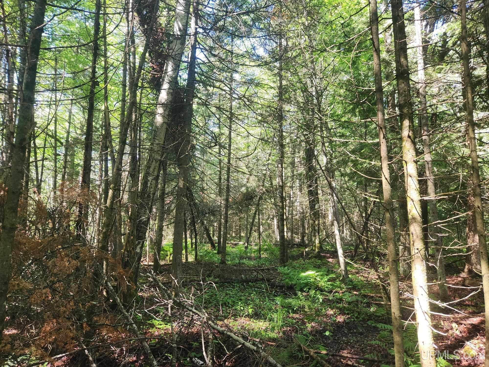 Tbd Wildwood Lake Road Property Photo 17