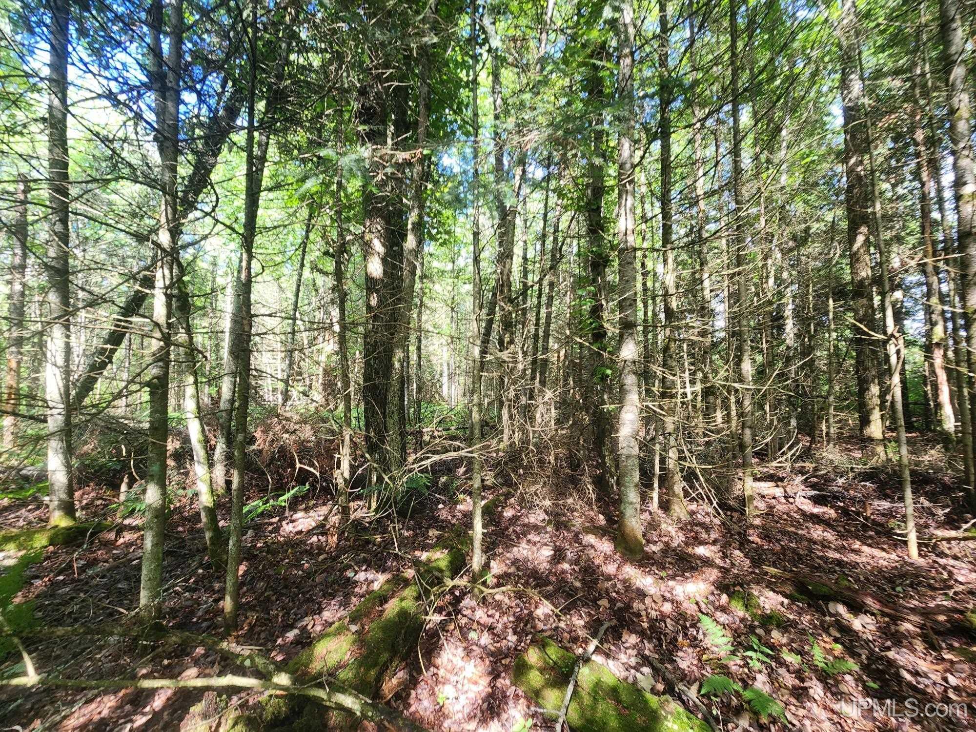 Tbd Wildwood Lake Road Property Photo 19