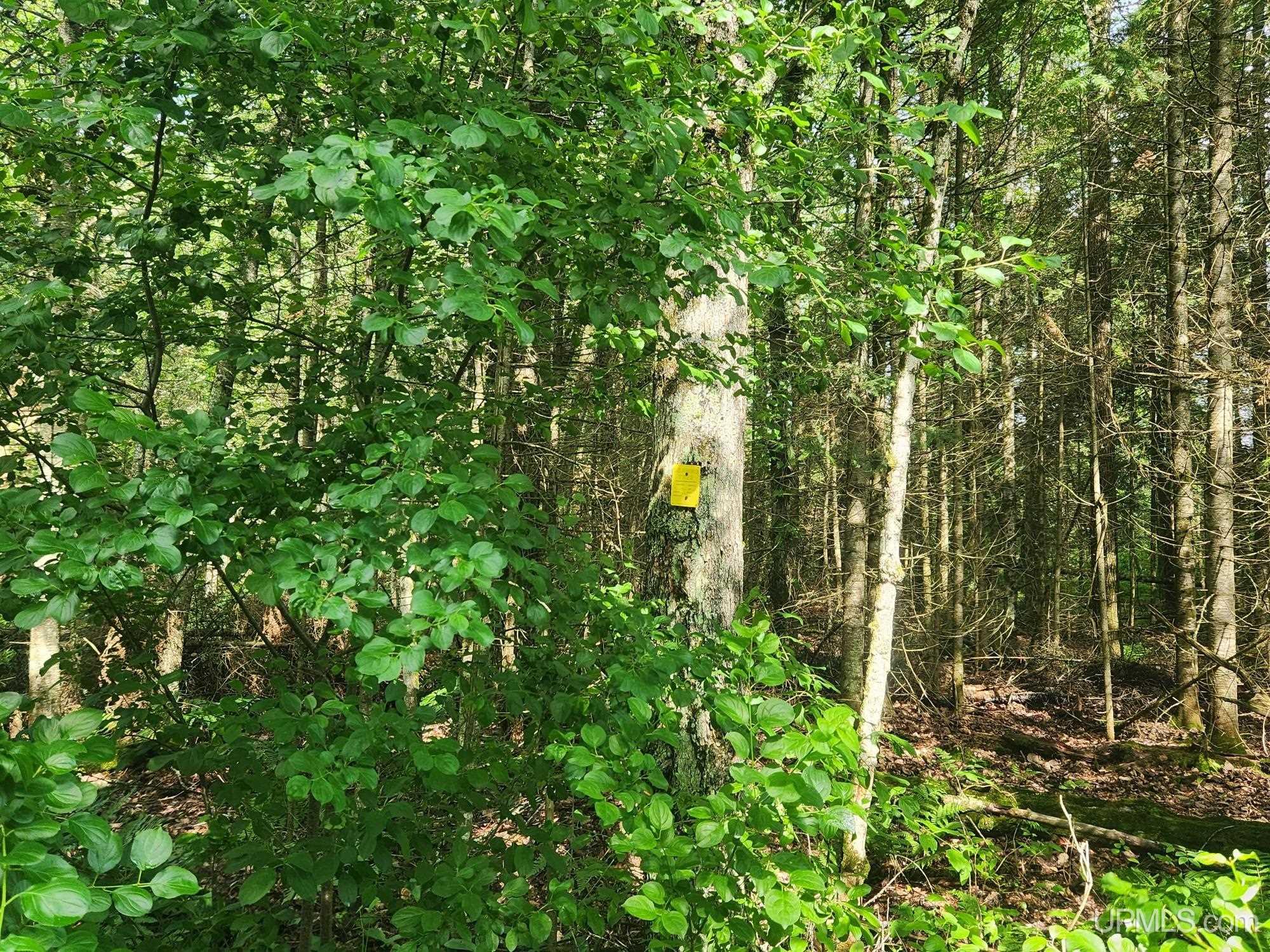 Tbd Wildwood Lake Road Property Photo 21