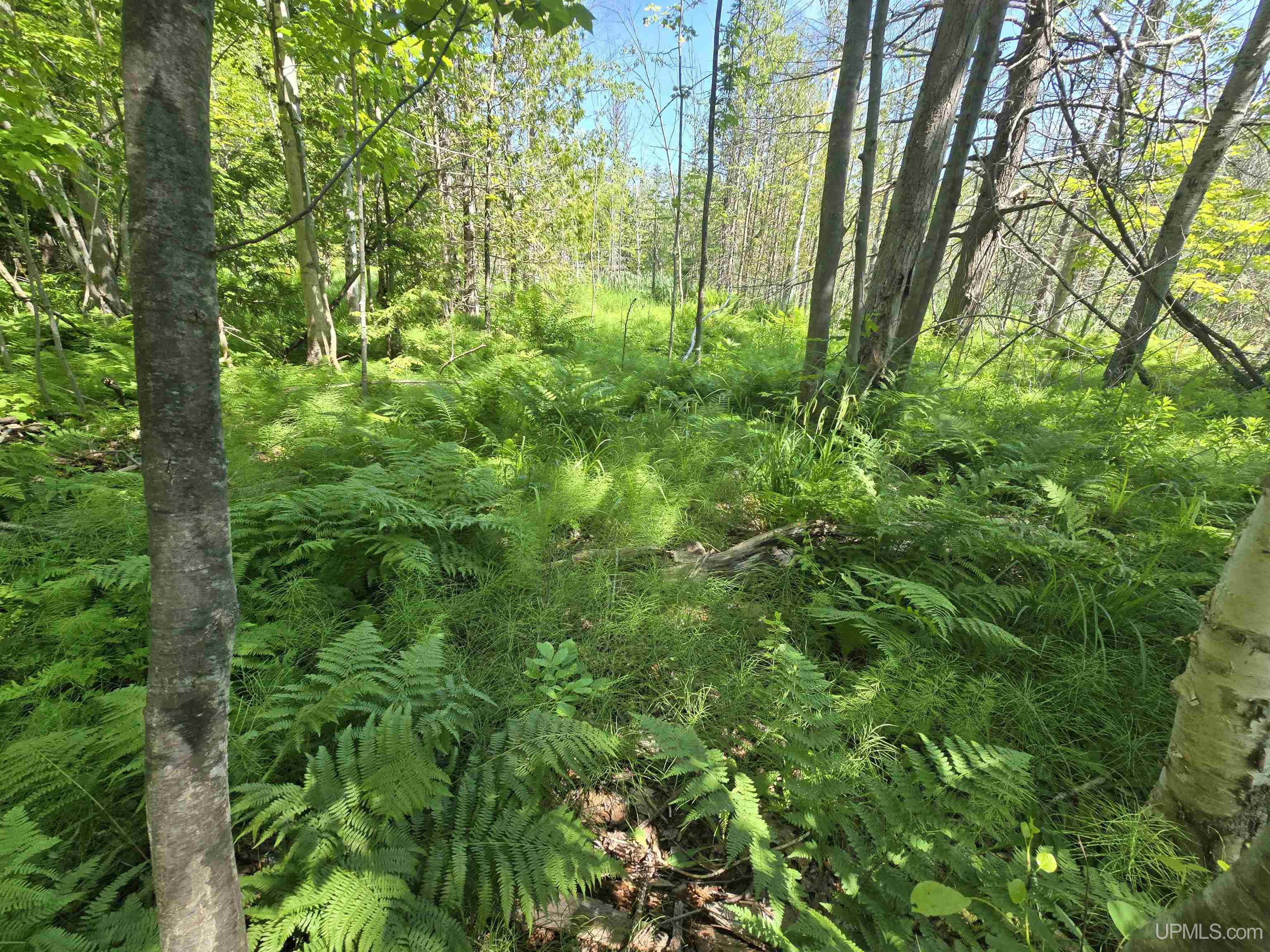 1504 Sugar Maple Lane Property Photo 3