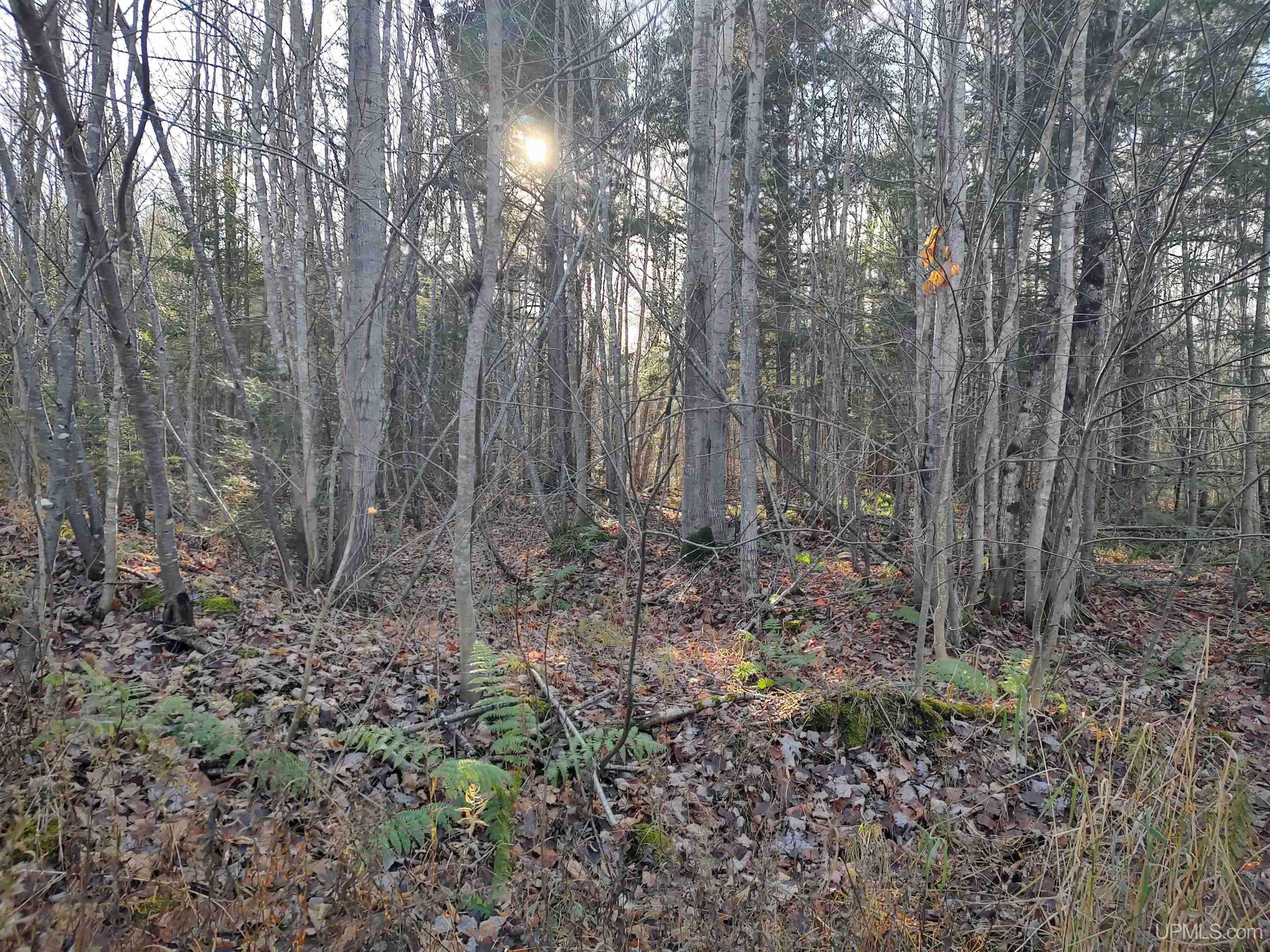 Tbd Billie Helmer Road Property Photo 3