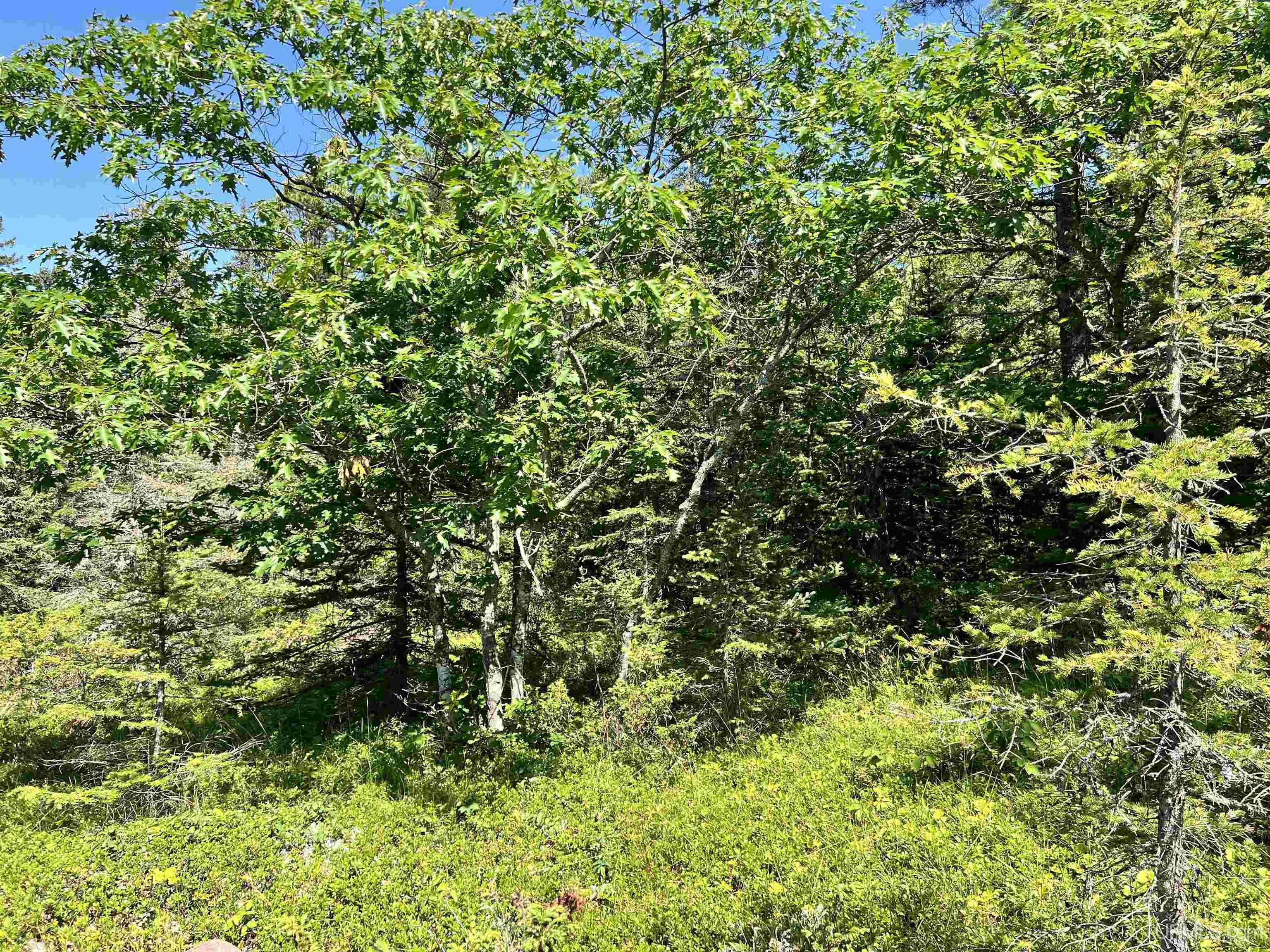 Tbd M26 Highway Property Photo 19