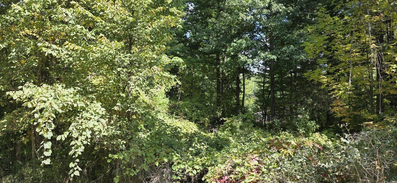 Lot 48 Blackberry Road Property Photo 1