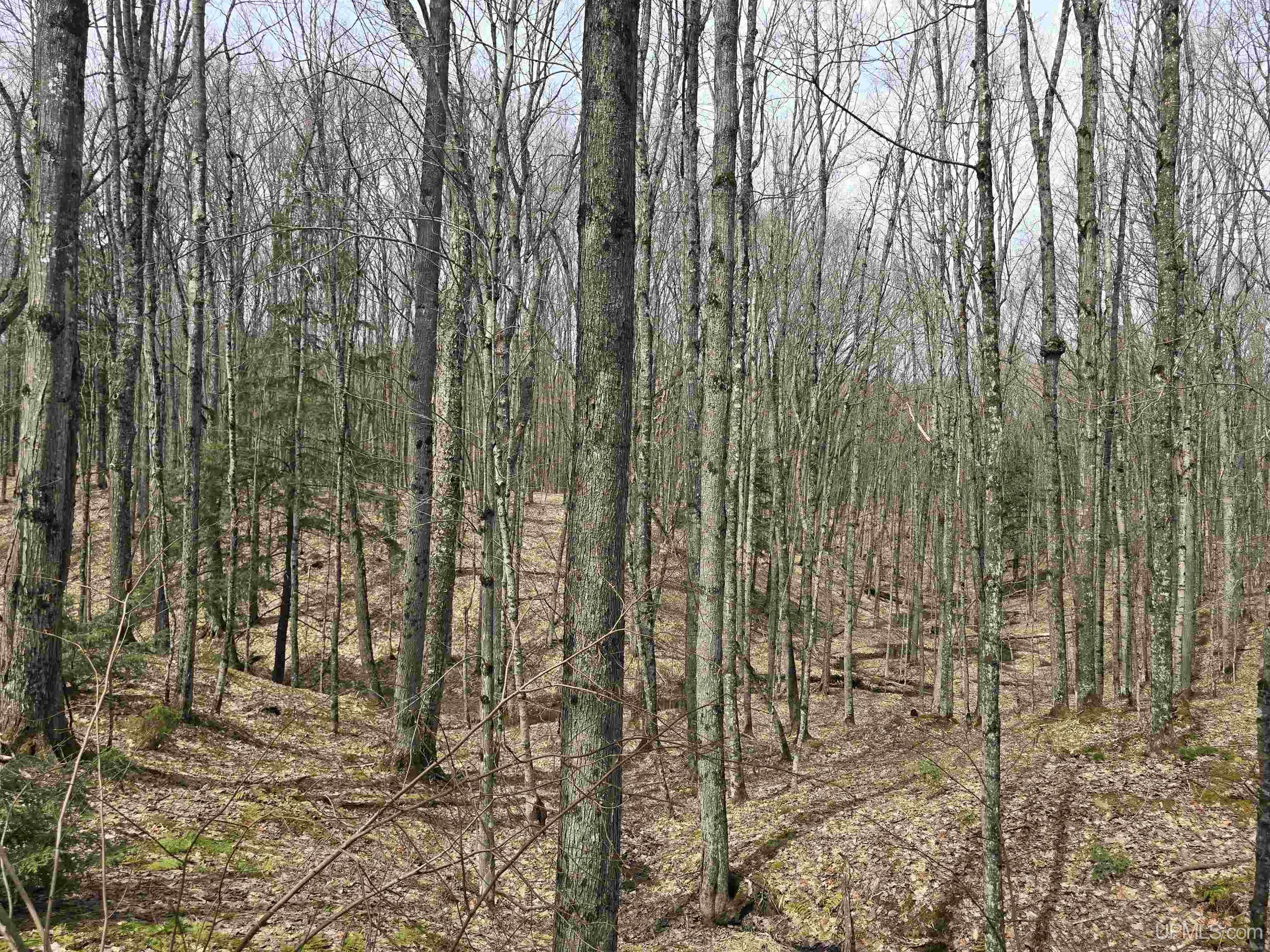 Tbd Orange Road Property Photo 5